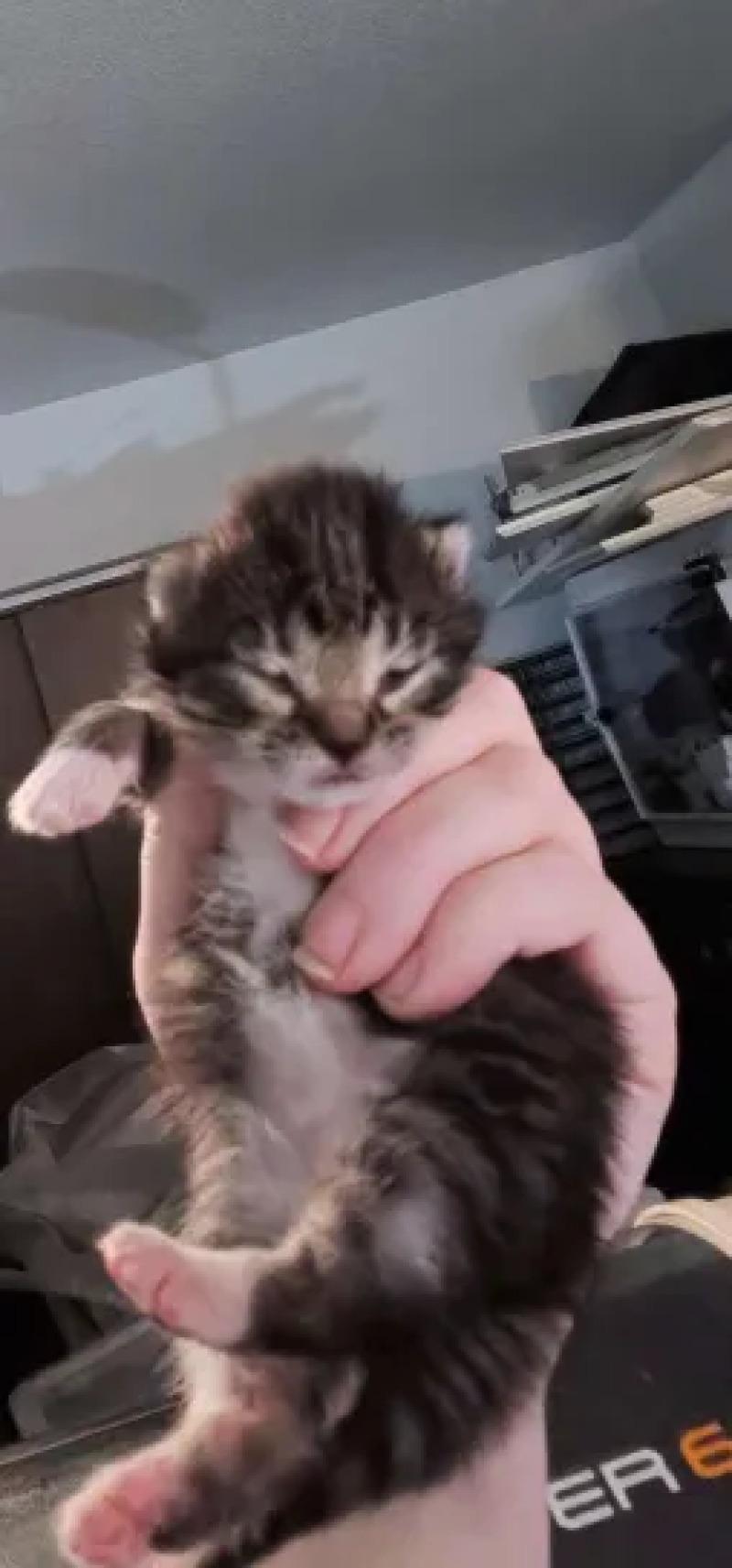 Celine Dion, Adoptable, Young Female Domestic Medium Hair.