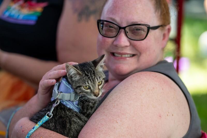 Celine Dion, a Adoptable Domestic Medium Hair in Kennewick, WA image 2/3