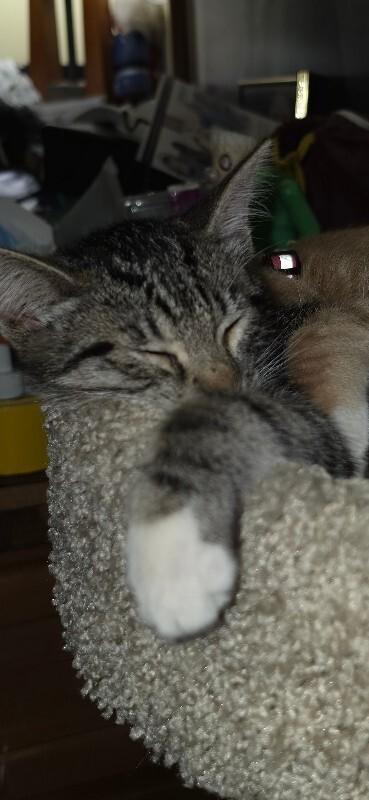 Celine Dion, a Adoptable Domestic Medium Hair in Kennewick, WA image 3/3