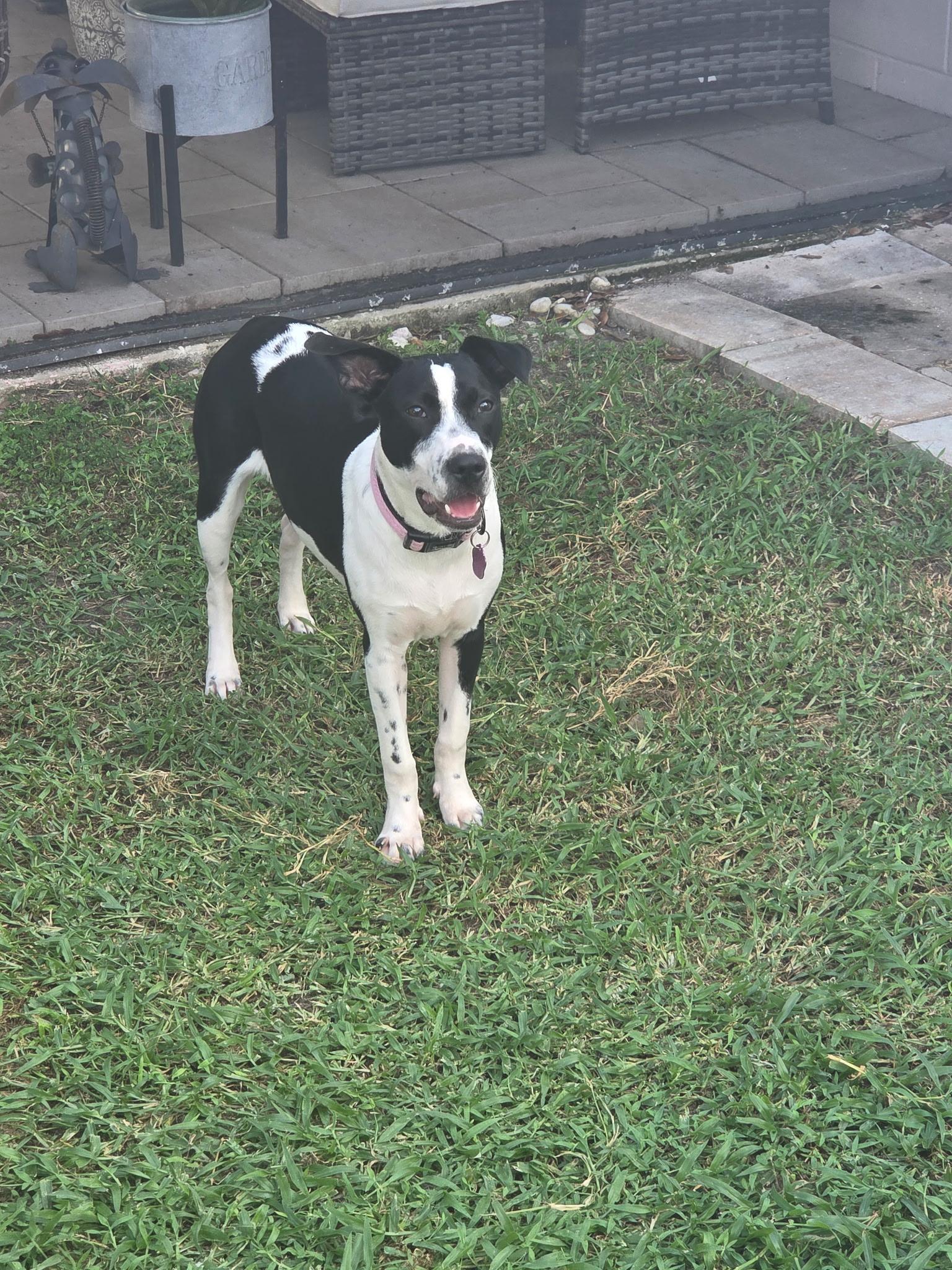 Enlarge Oreo, a Adoptable mixed breed in Lutz, FL image 2/4