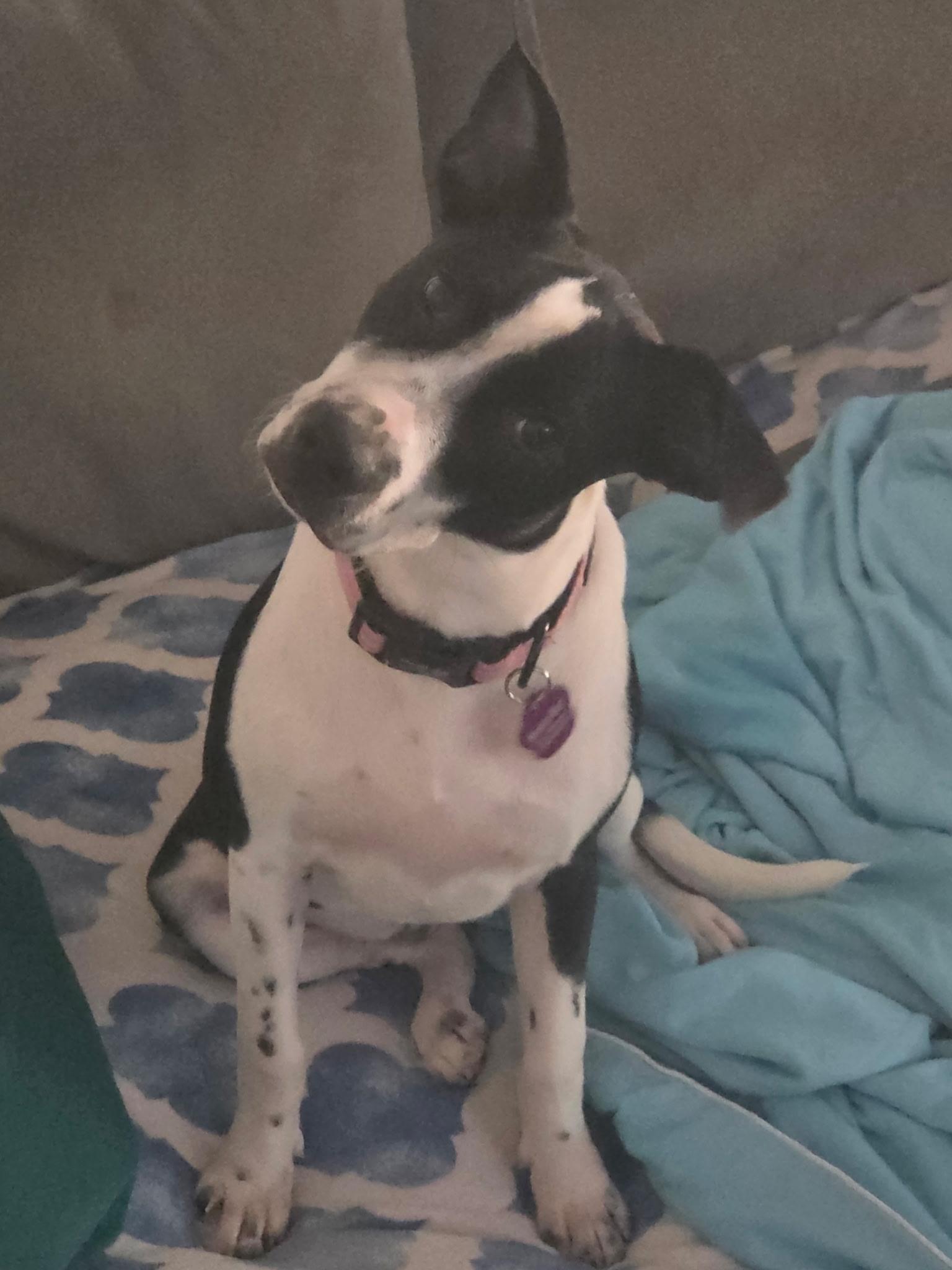 Enlarge Oreo, a Adoptable mixed breed in Lutz, FL image 1/4