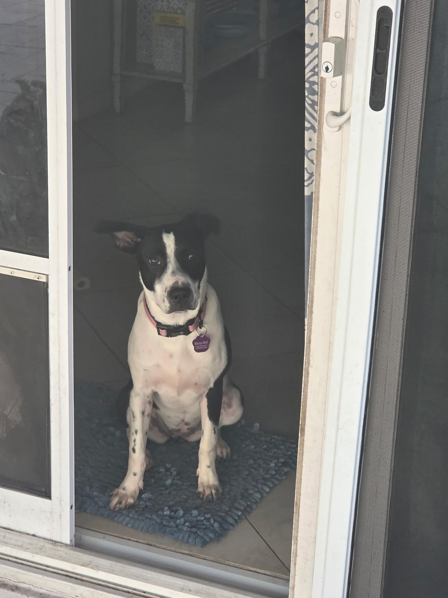 Enlarge Oreo, a Adoptable mixed breed in Lutz, FL image 3/4