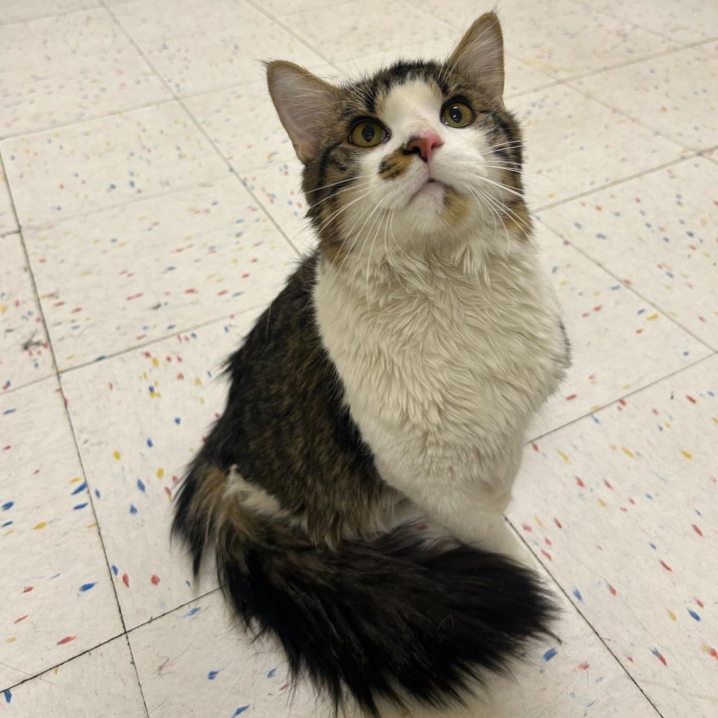 Enlarge White Chocolate, a Adoptable Domestic Medium Hair in St. Paul, MN image 1/6