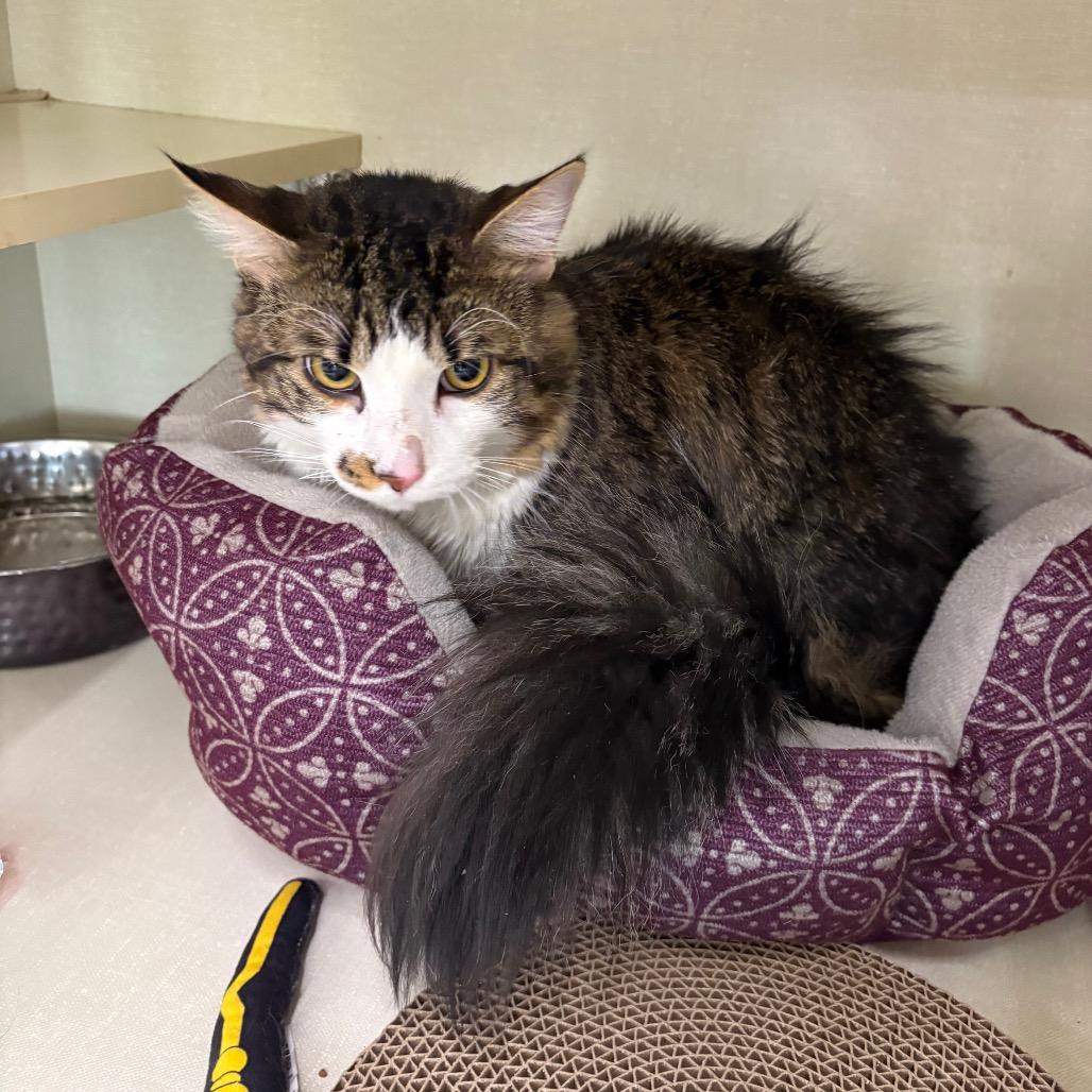 Enlarge White Chocolate, a Adoptable Domestic Medium Hair in St. Paul, MN image 2/6