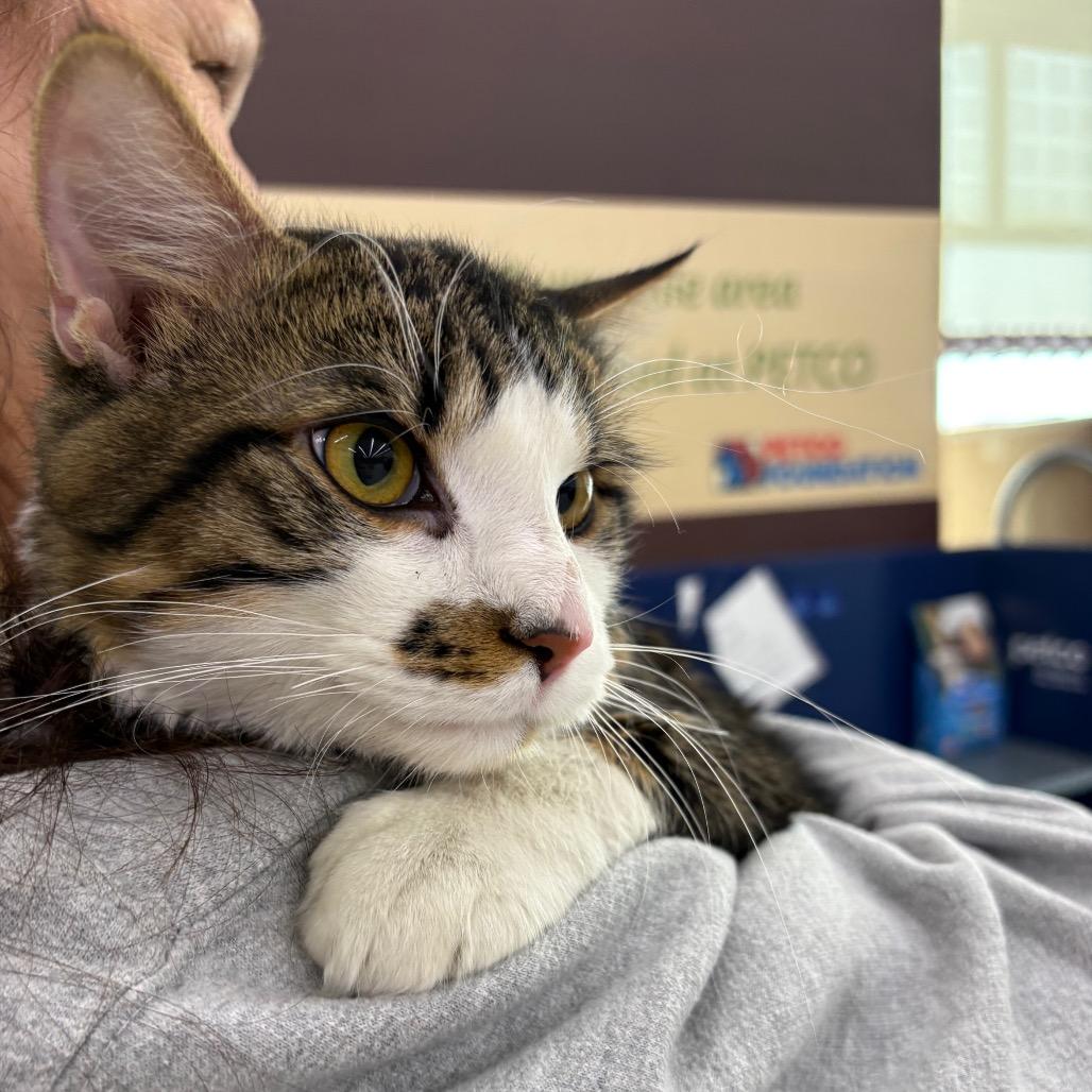 Enlarge White Chocolate, a Adoptable Domestic Medium Hair in St. Paul, MN image 3/6