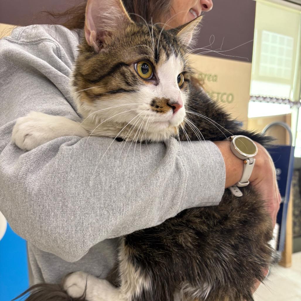 Enlarge White Chocolate, a Adoptable Domestic Medium Hair in St. Paul, MN image 4/6