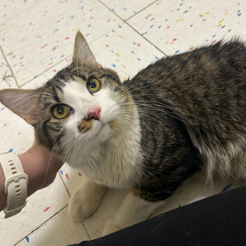 Enlarge White Chocolate, a Adoptable Domestic Medium Hair in St. Paul, MN image 5/6