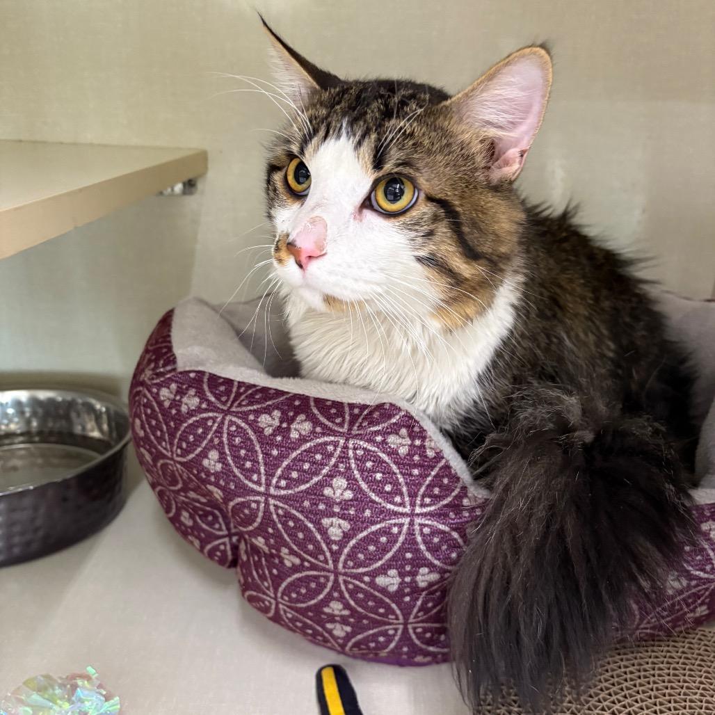 Enlarge White Chocolate, a Adoptable Domestic Medium Hair in St. Paul, MN image 6/6