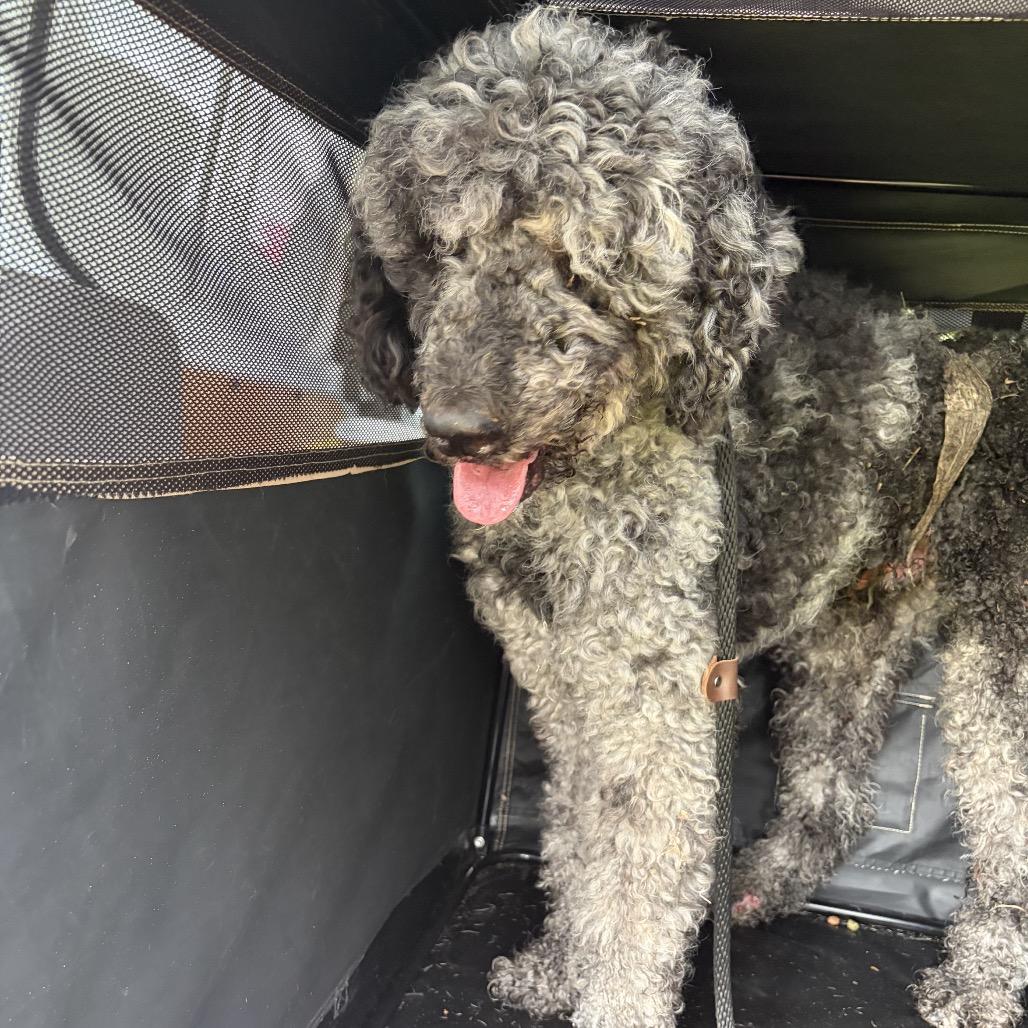 Standard Poodles for Adoption in Minneola, Florida | Petfinder