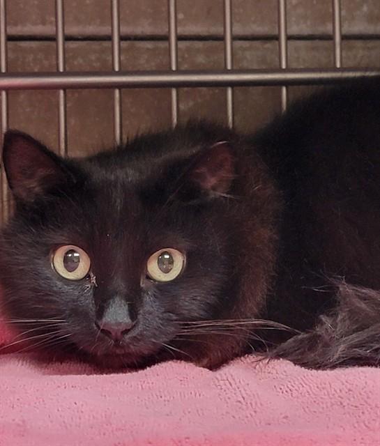 STORM, Adoptable, Adult Female Domestic Short Hair.