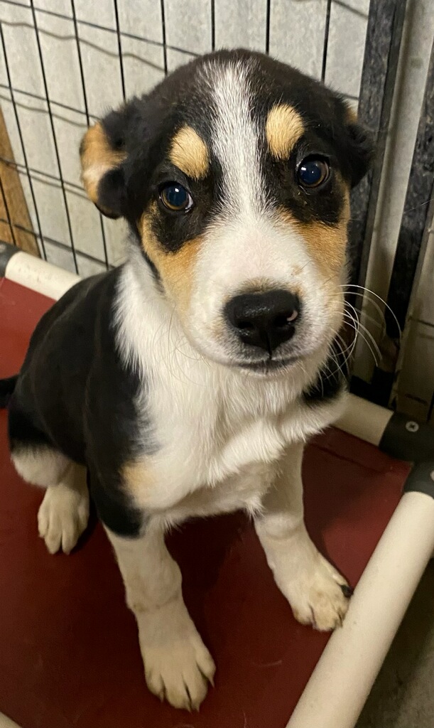 Dog for adoption River, a Border Collie Mix in Polson, MT Petfinder