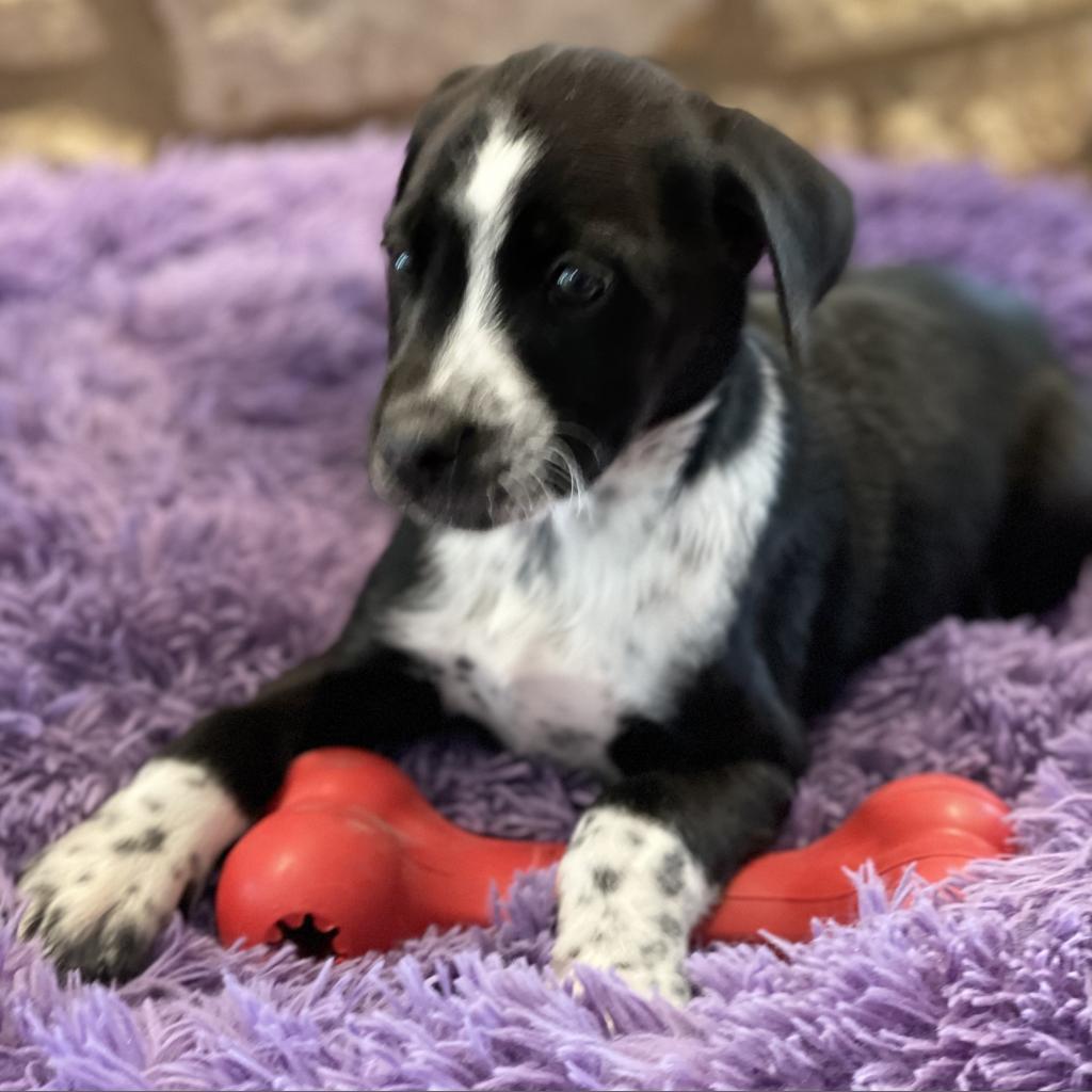 Shane, a Adoptable mixed breed in Dallas, TX image 2/4