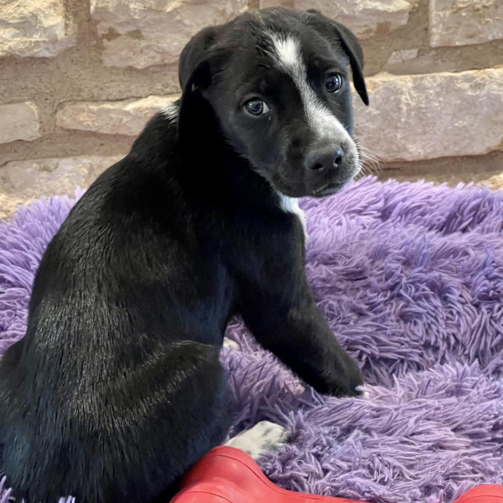 Shane, a Adoptable mixed breed in Dallas, TX image 3/4