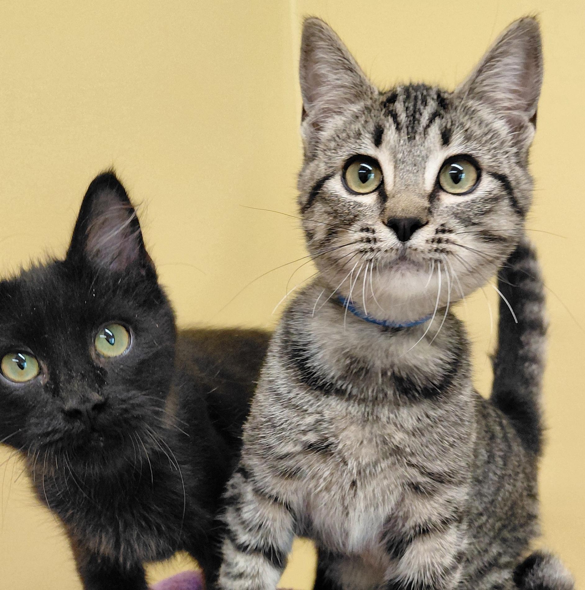 Enlarge Chai, a Adoptable Domestic Short Hair in Eugene, OR image 3/5