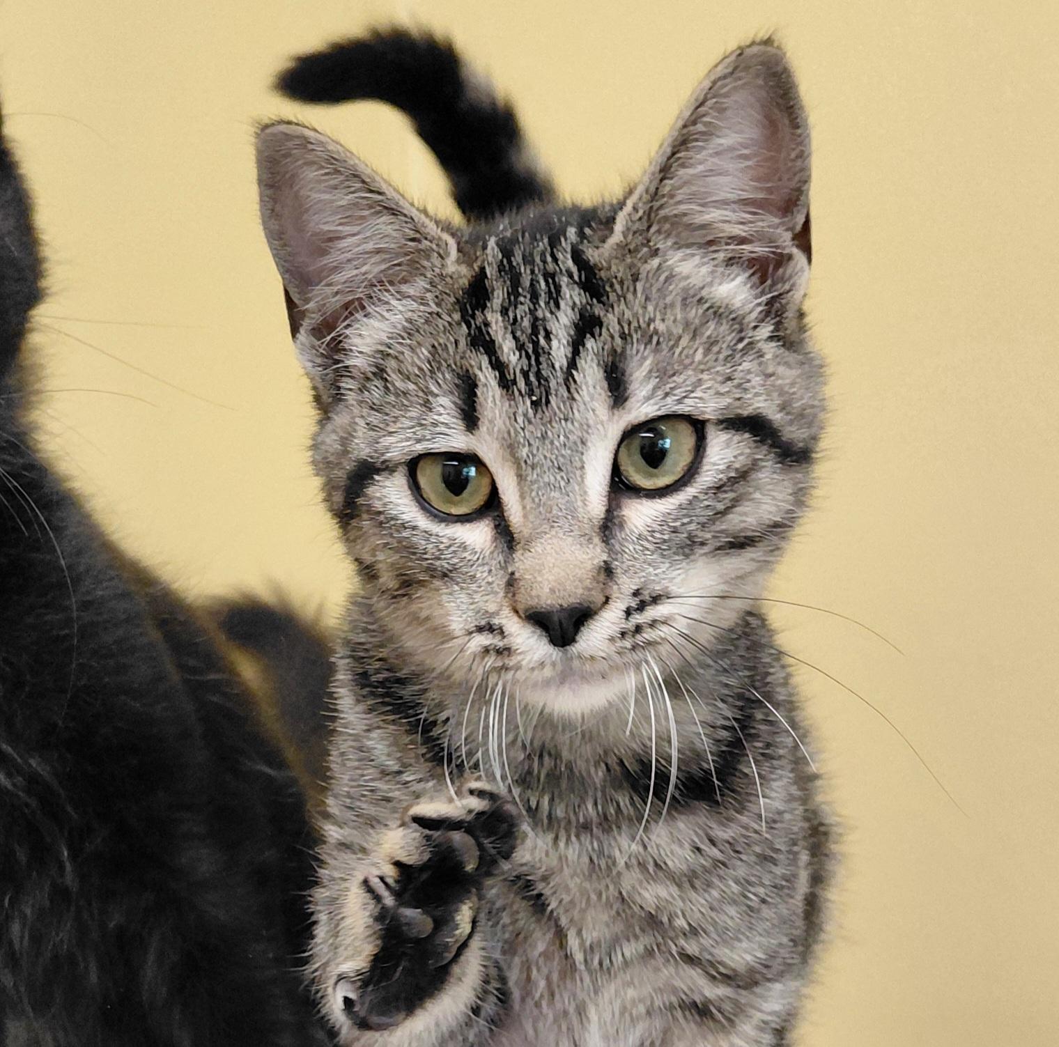 Enlarge Chai, a Adoptable Domestic Short Hair in Eugene, OR image 4/5