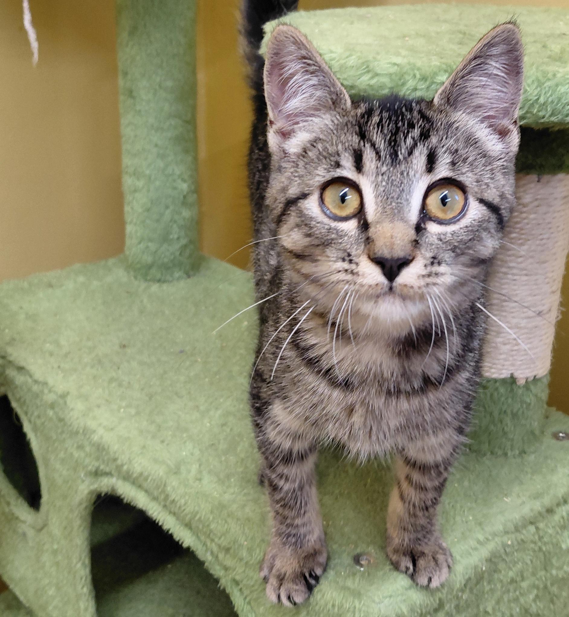 Enlarge Chai, a Adoptable Domestic Short Hair in Eugene, OR image 5/5