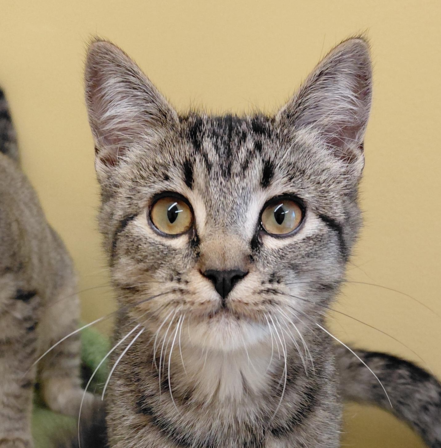 Enlarge Chai, a Adoptable Domestic Short Hair in Eugene, OR image 1/5