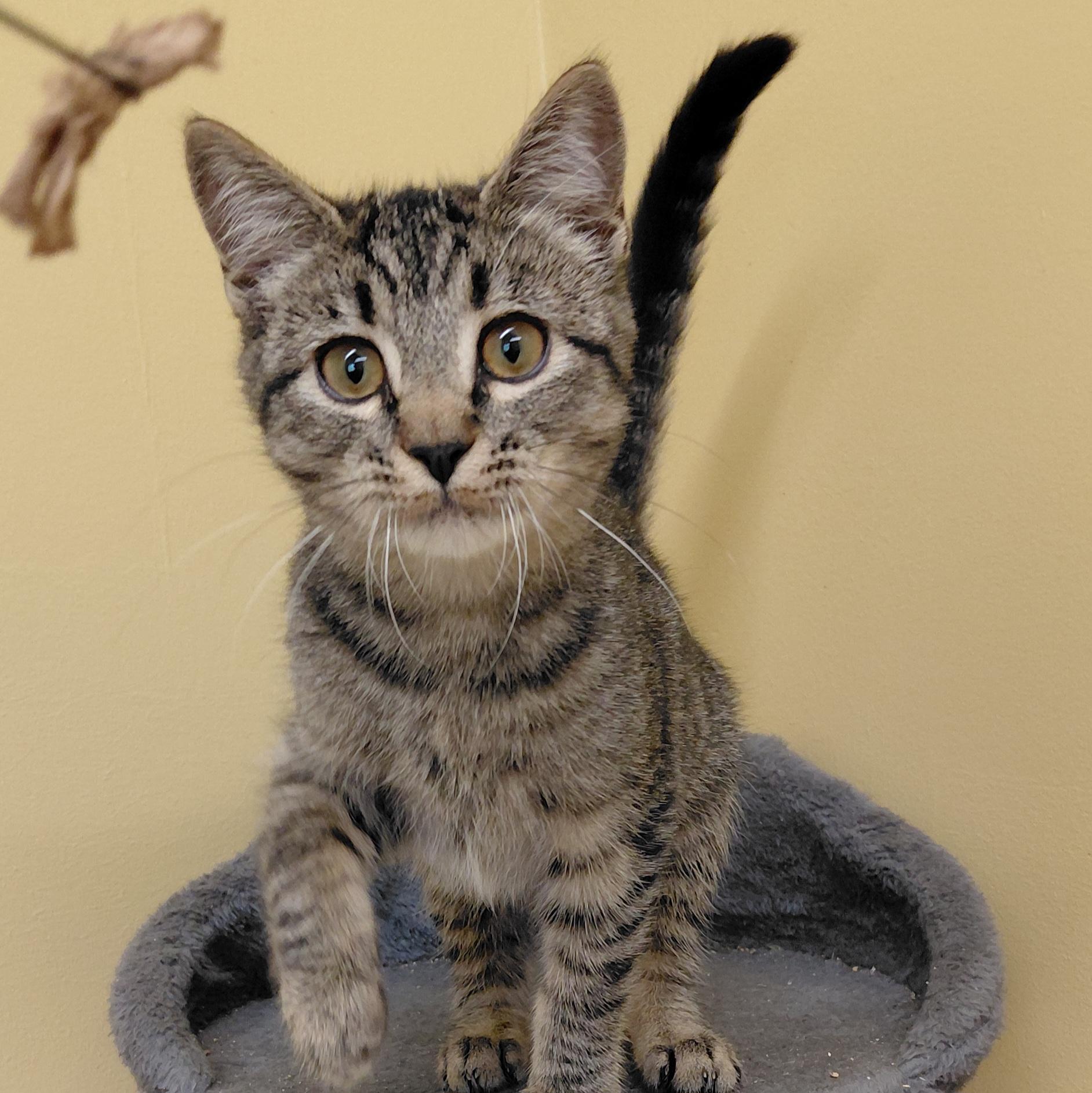 Enlarge Chai, a Adoptable Domestic Short Hair in Eugene, OR image 2/5