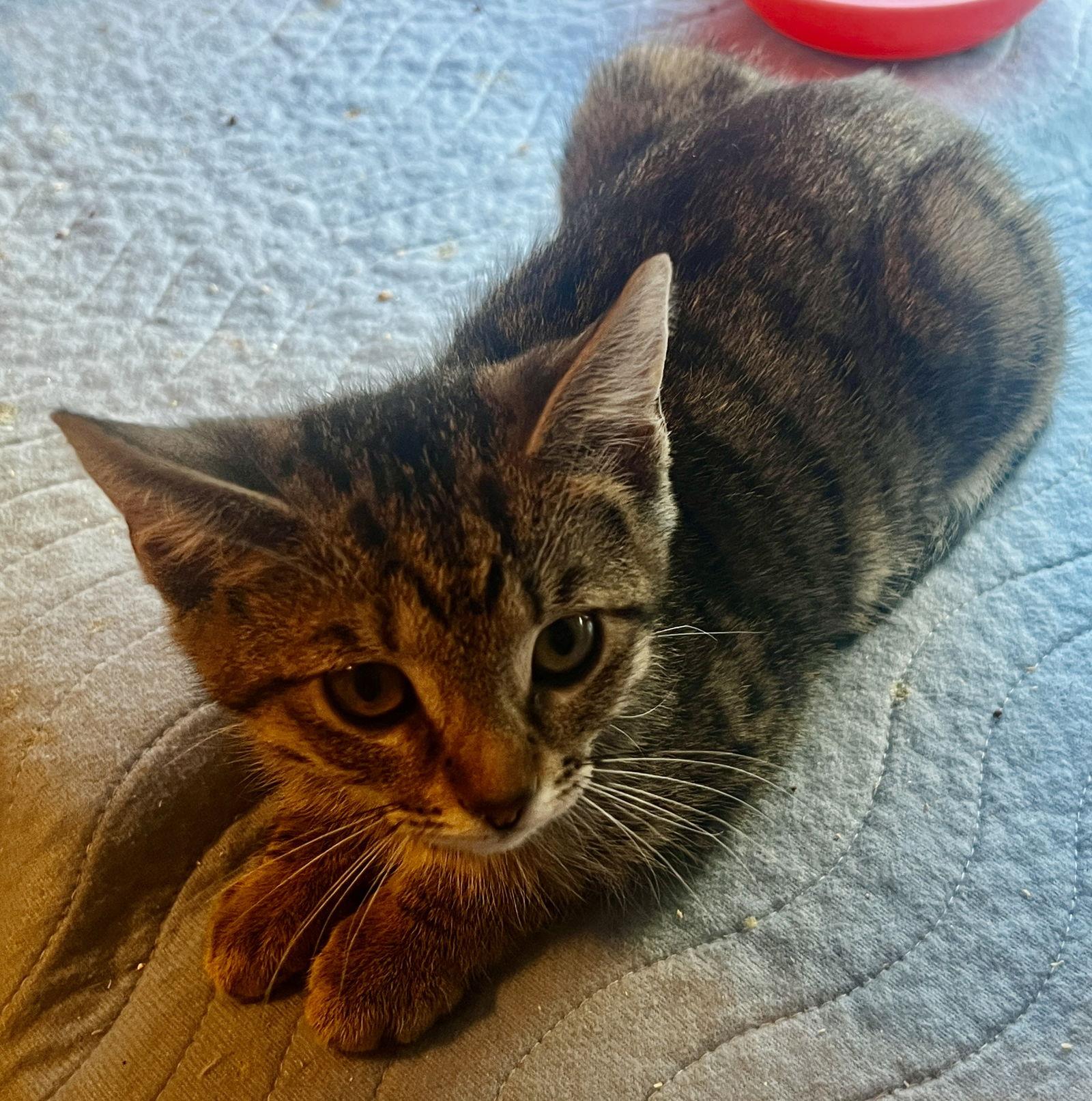 Enlarge Dasher, a Adopted Tabby in Orlando, FL image 1/2