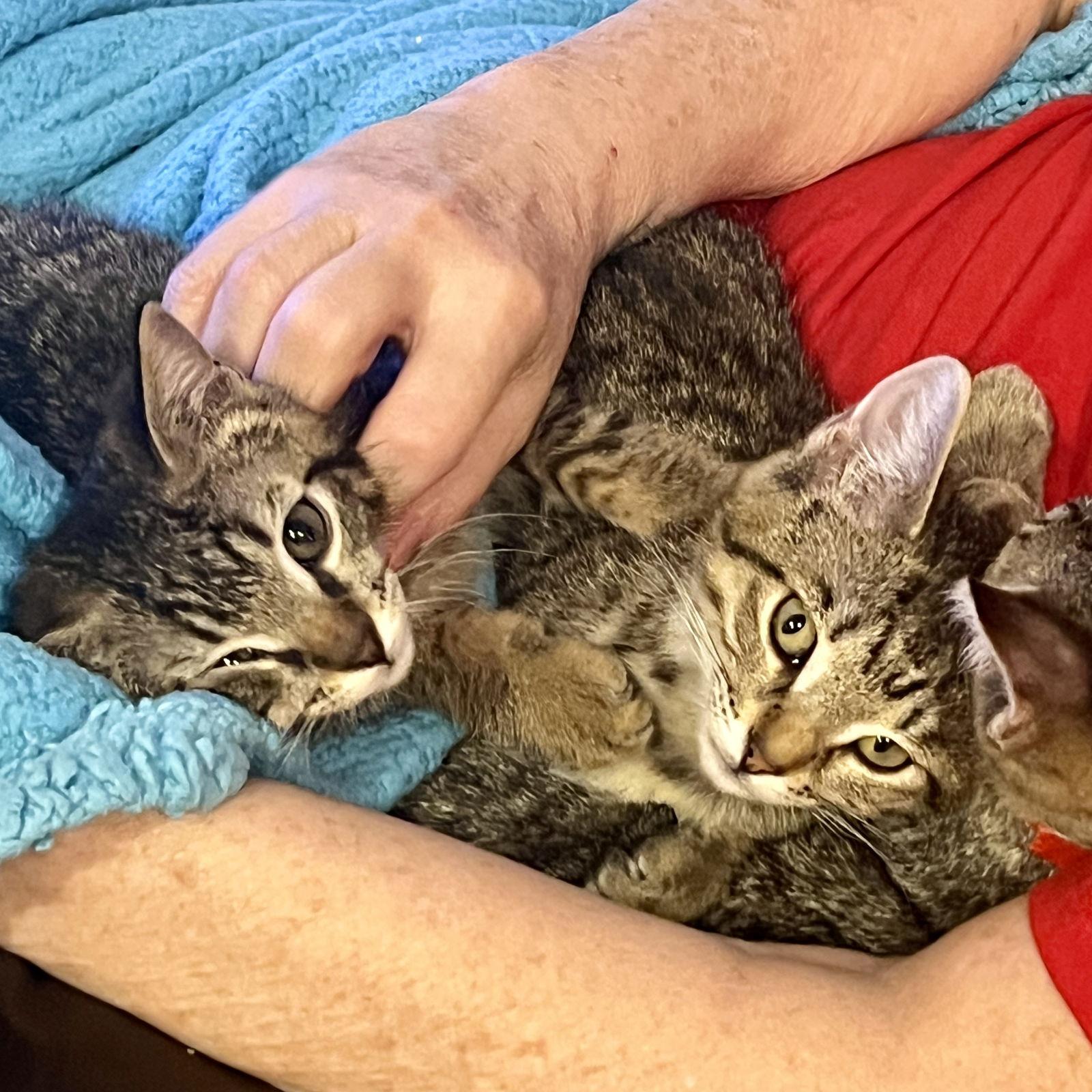 Dasher, a Adopted Tabby in Orlando, FL image 3/3