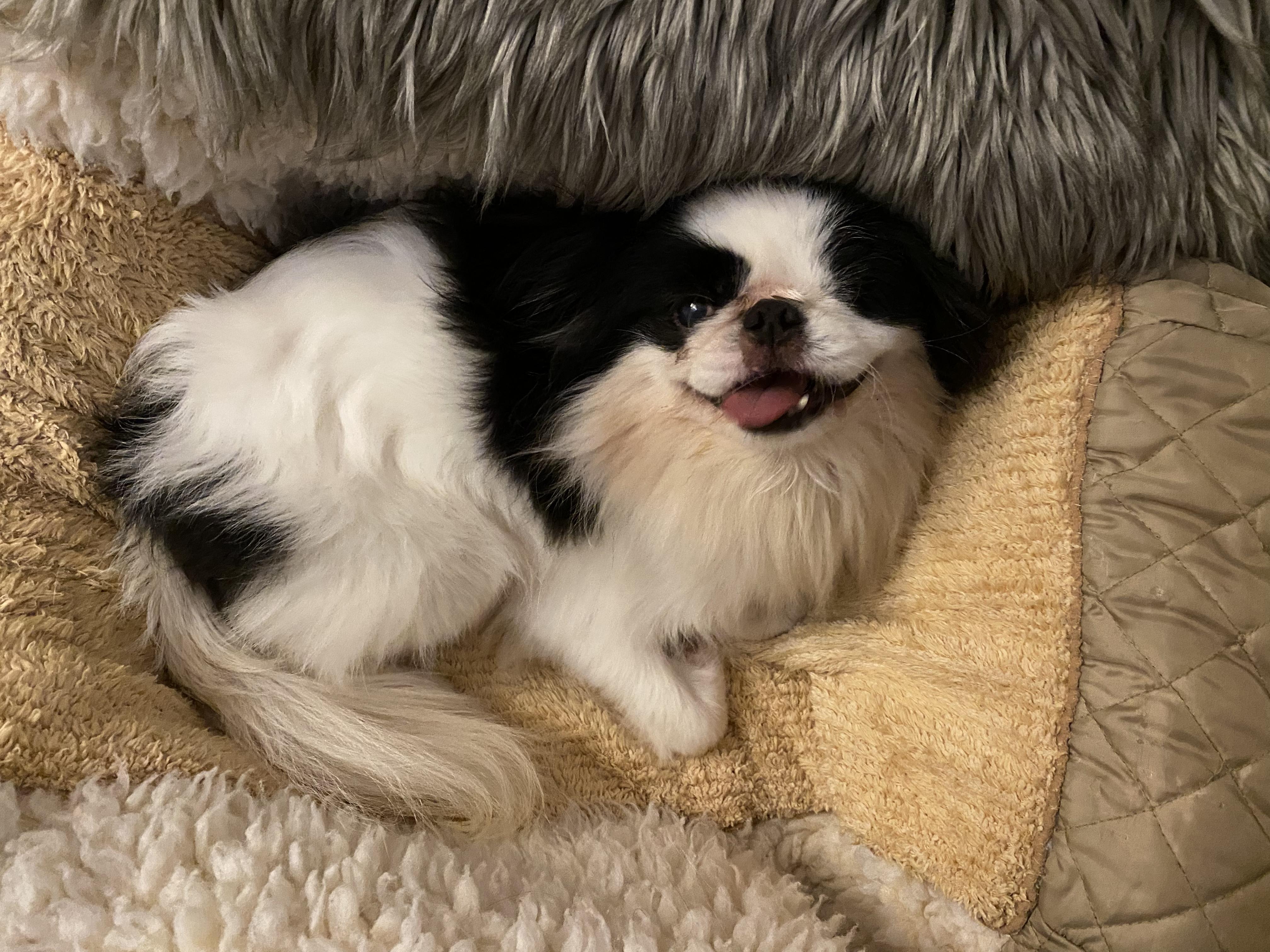 Luca, a Adoptable Japanese Chin in Vancouver, BC image 1/6