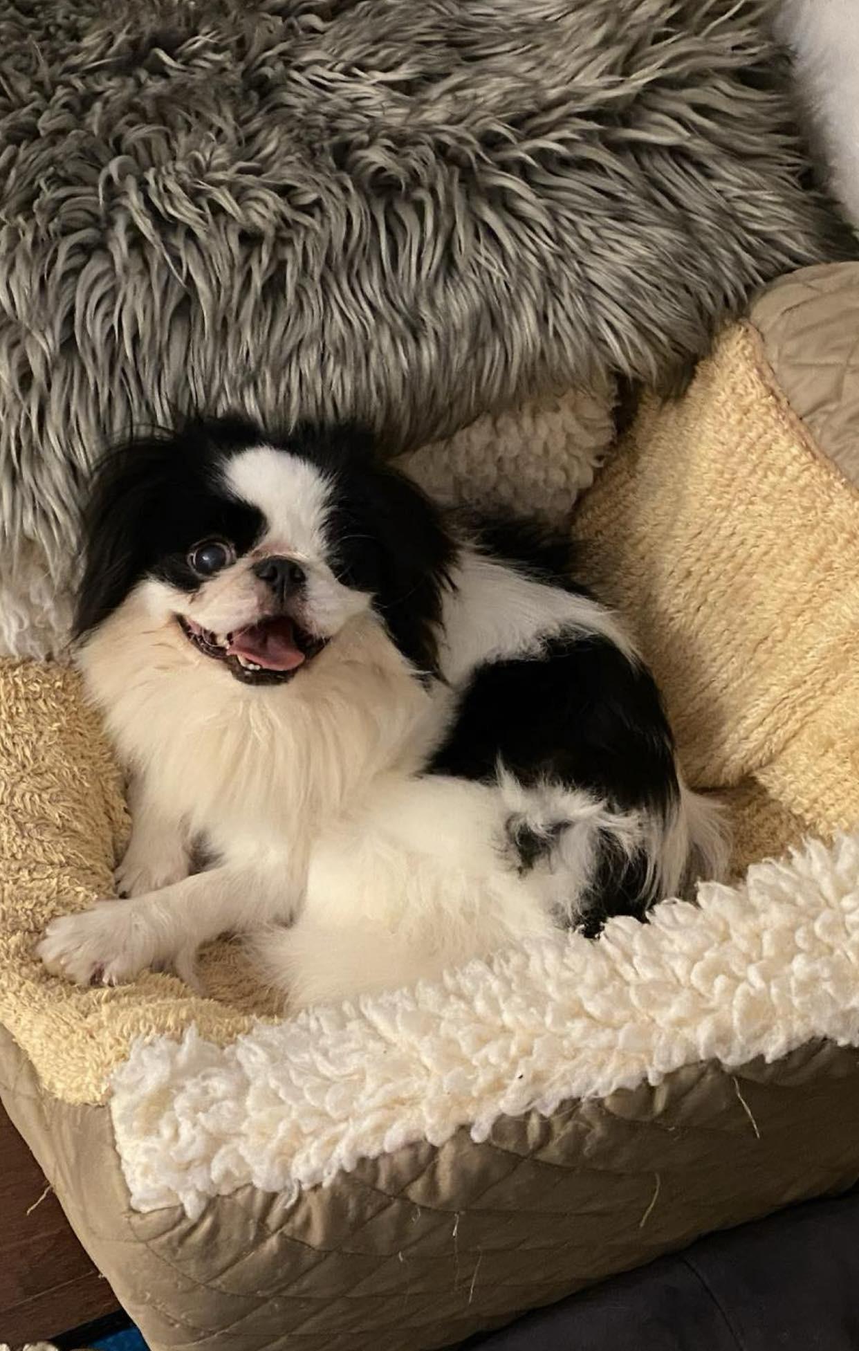 Luca, a Adoptable Japanese Chin in Vancouver, BC image 2/6