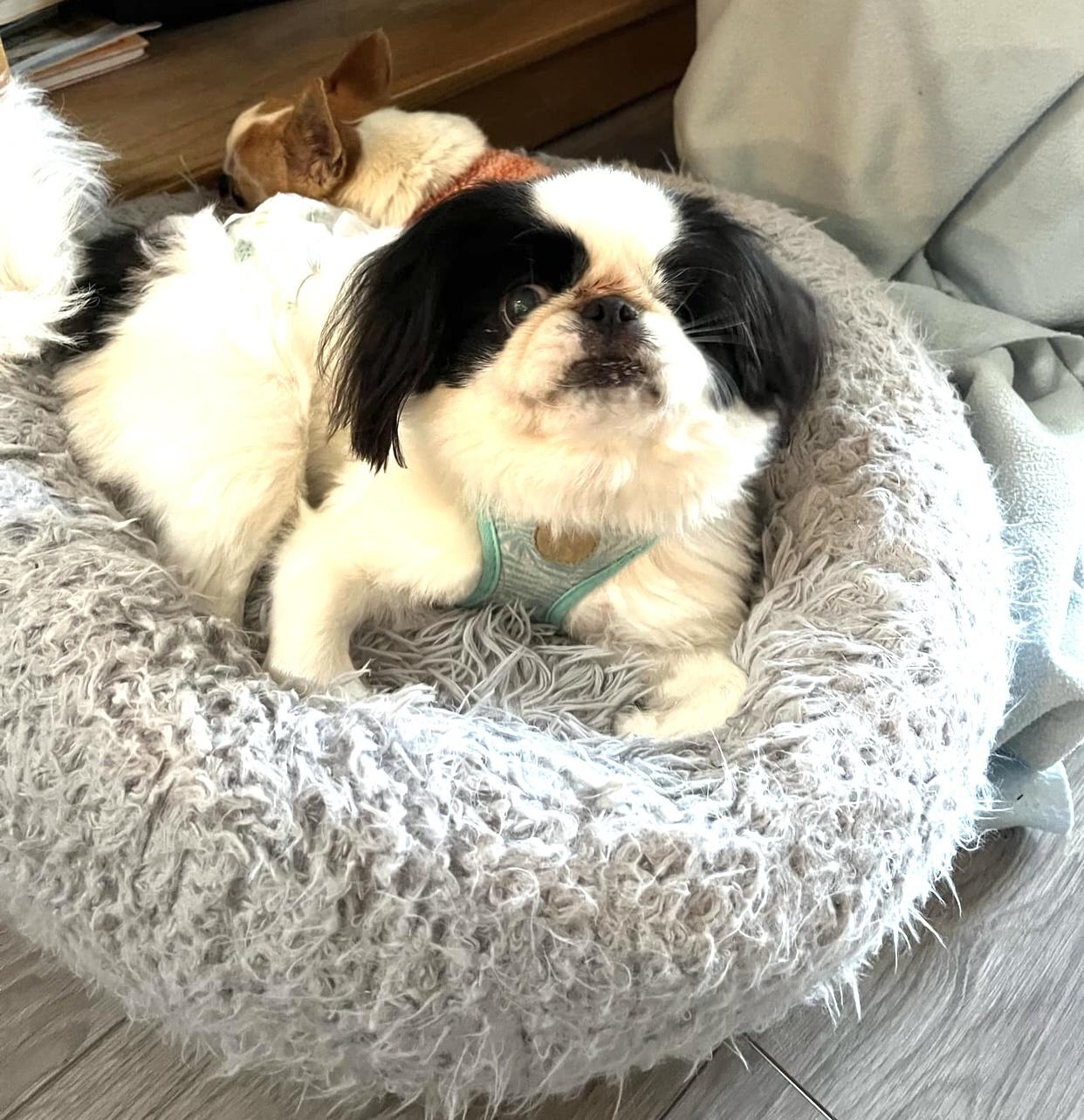 Luca, a Adoptable Japanese Chin in Vancouver, BC image 3/6