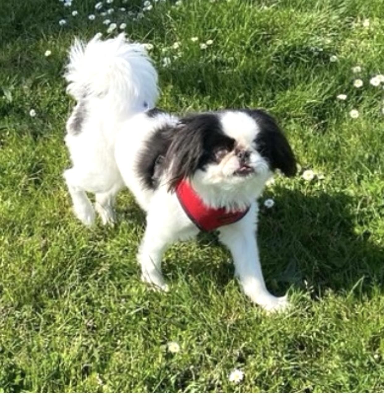 Luca, Adoptable, Senior Male Japanese Chin.