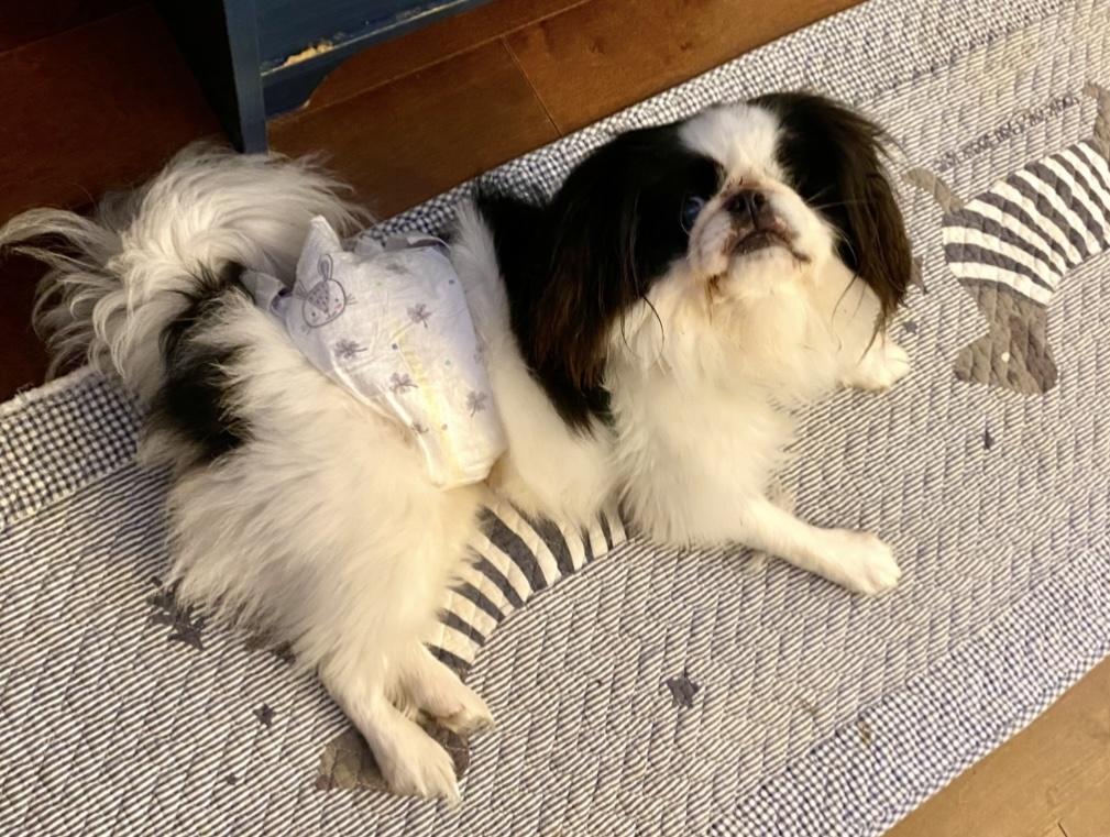 Luca, a Adoptable Japanese Chin in Vancouver, BC image 6/6