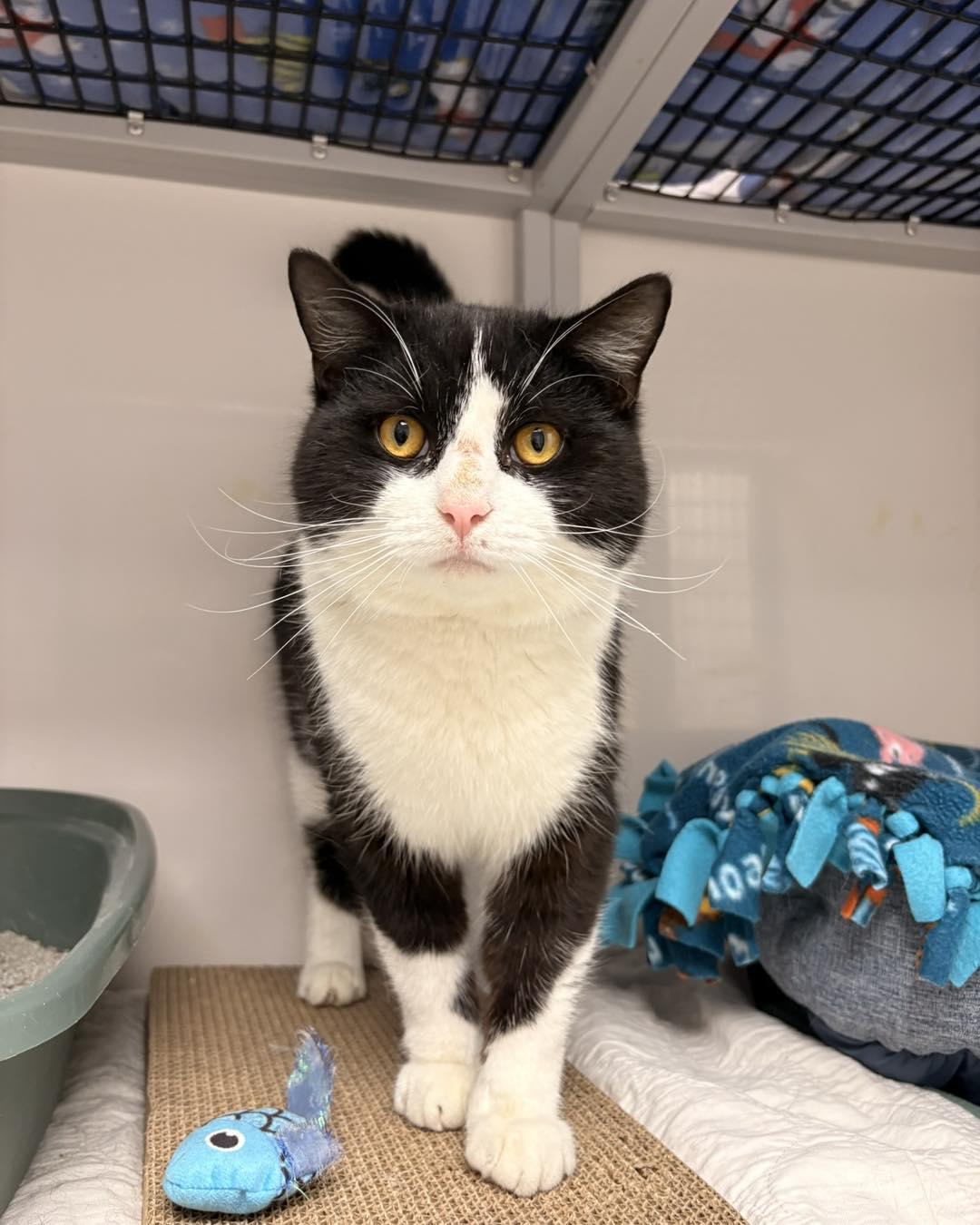 Enlarge Aldo, a ADOPTABLE Domestic Short Hair in White Oak, PA image 1/1