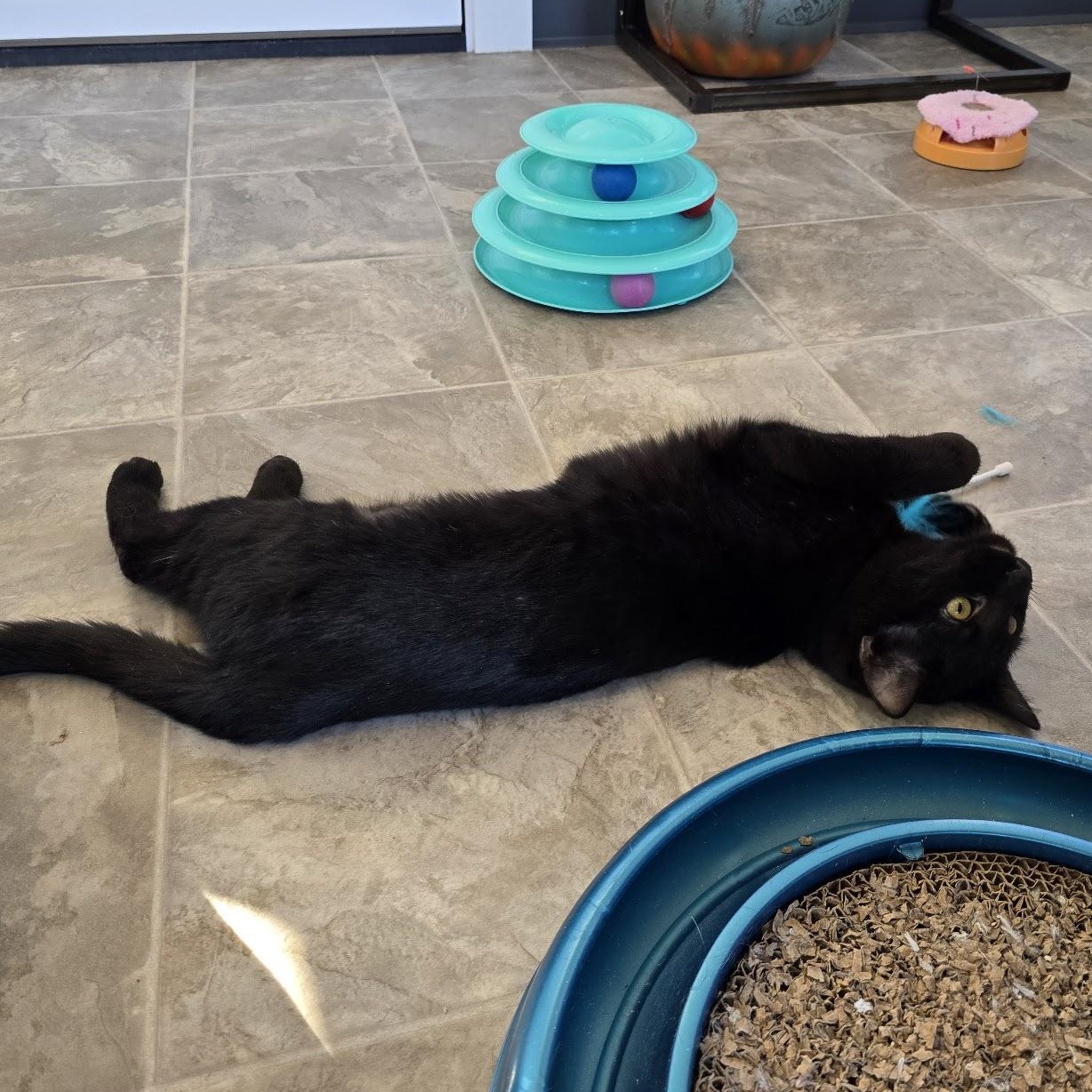 Enlarge Binx, a Adoptable Domestic Short Hair in Beaufort, MO image 4/6