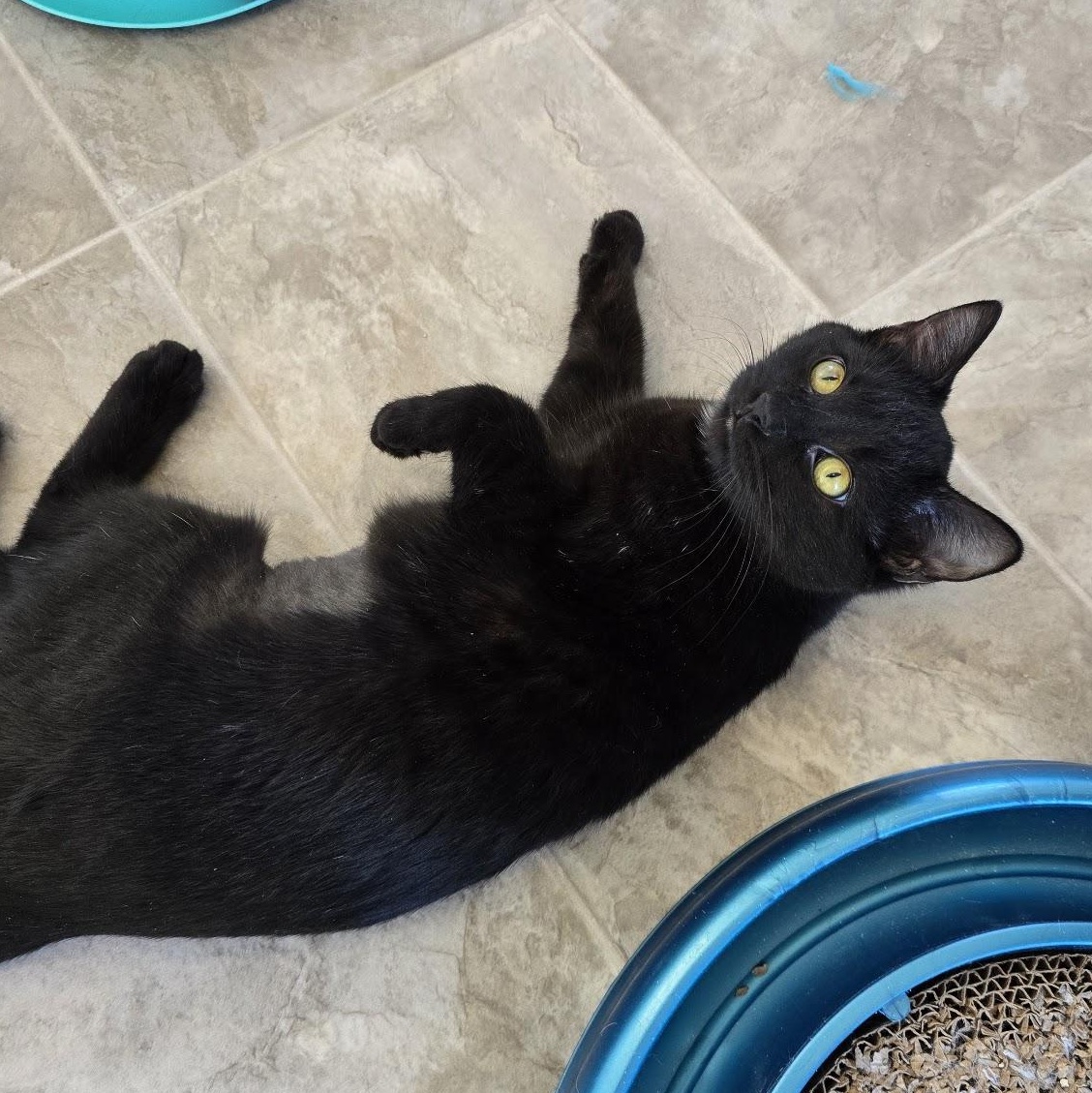 Enlarge Binx, a Adoptable Domestic Short Hair in Beaufort, MO image 3/6