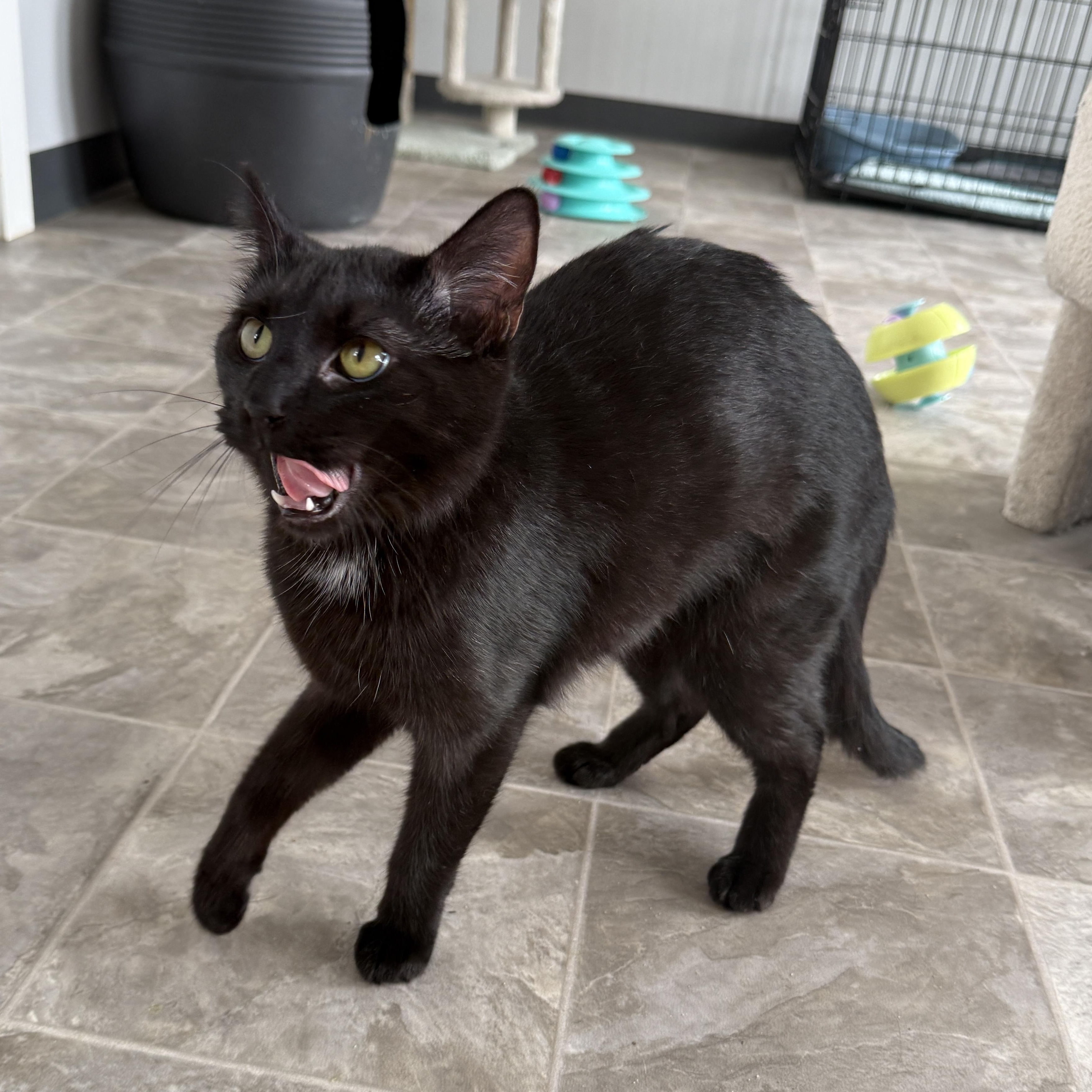 Enlarge Binx, a Adoptable Domestic Short Hair in Beaufort, MO image 5/6