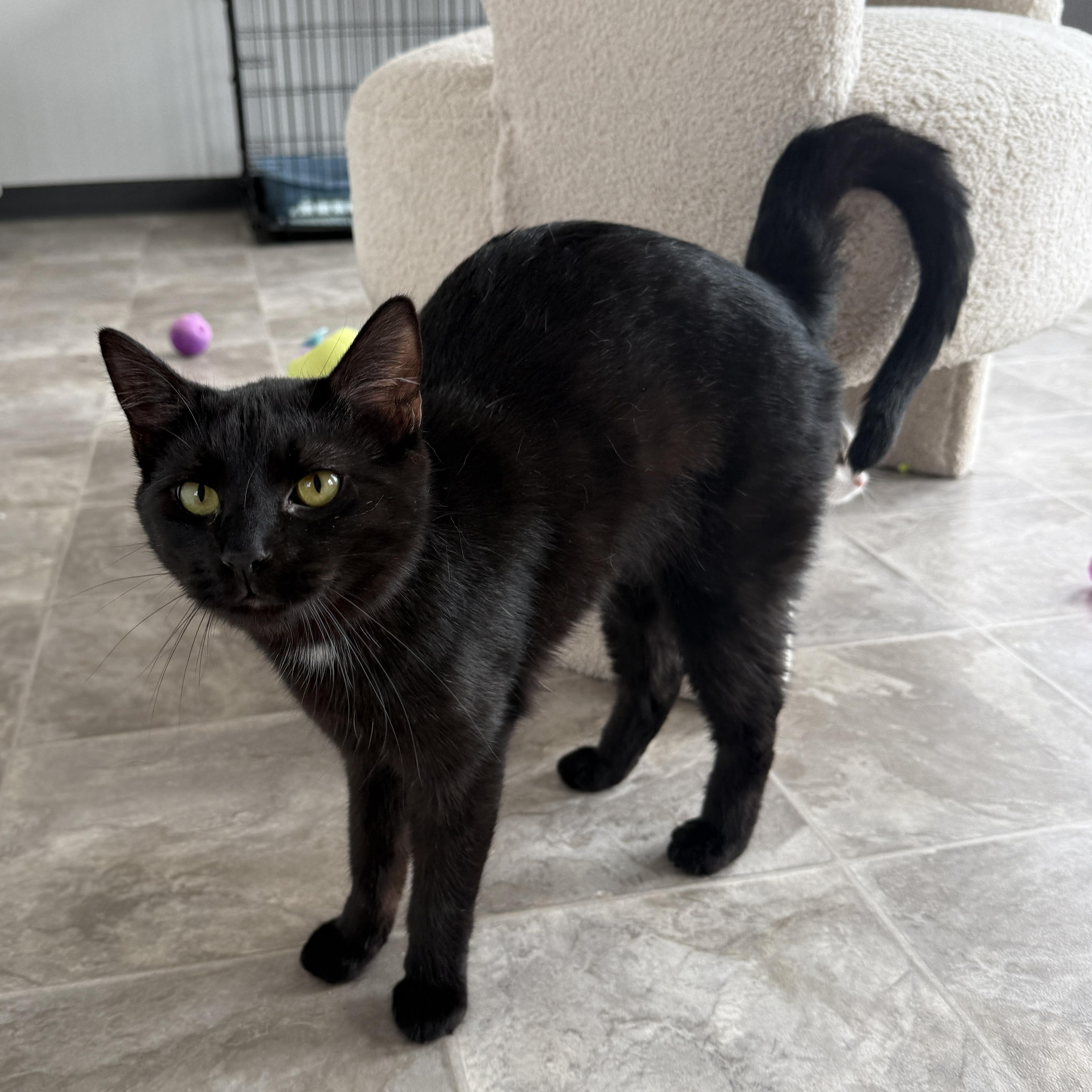 Enlarge Binx, a Adoptable Domestic Short Hair in Beaufort, MO image 1/6