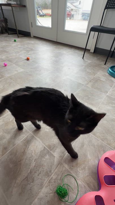 Enlarge Binx, a Adoptable Domestic Short Hair in Beaufort, MO video 6/6