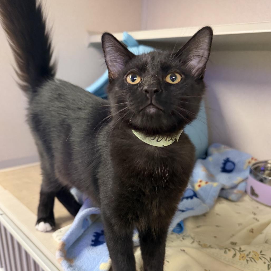 Enlarge Paisley, a Adoptable Domestic Medium Hair in Wantagh, NY image 2/2