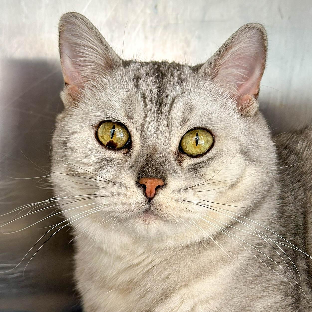 Coco, ADOPTABLE, Senior Female British Shorthair.