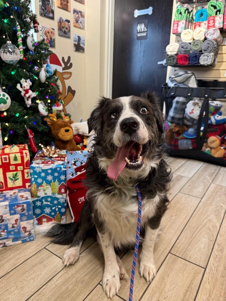Franklin, Adoptable, Young Male Border Collie & Australian Shepherd.