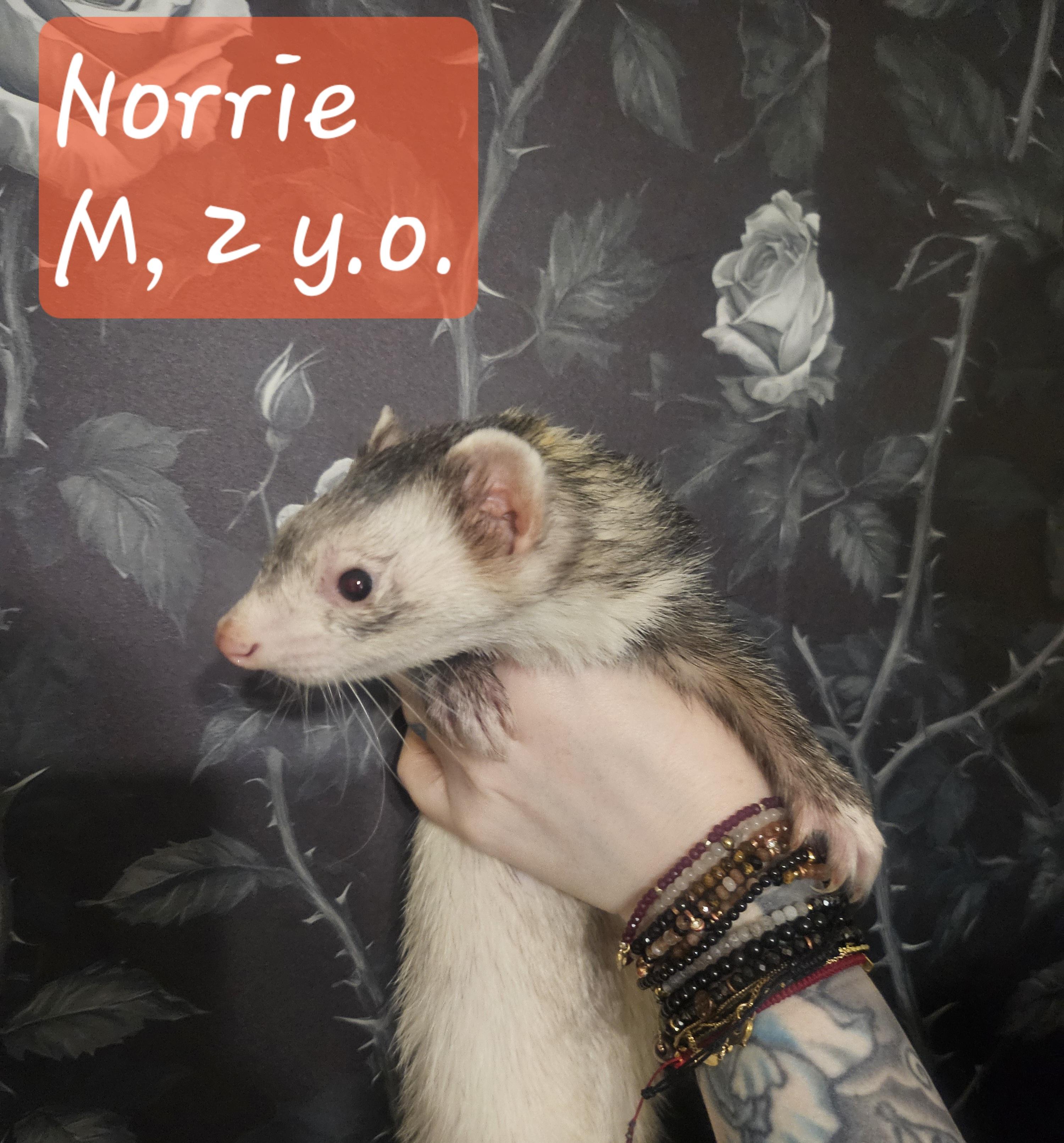 Norrie, Adopted, Adult Male Ferret.