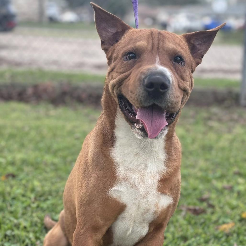 Scooby, Adoptable, Adult Male Mixed Breed.