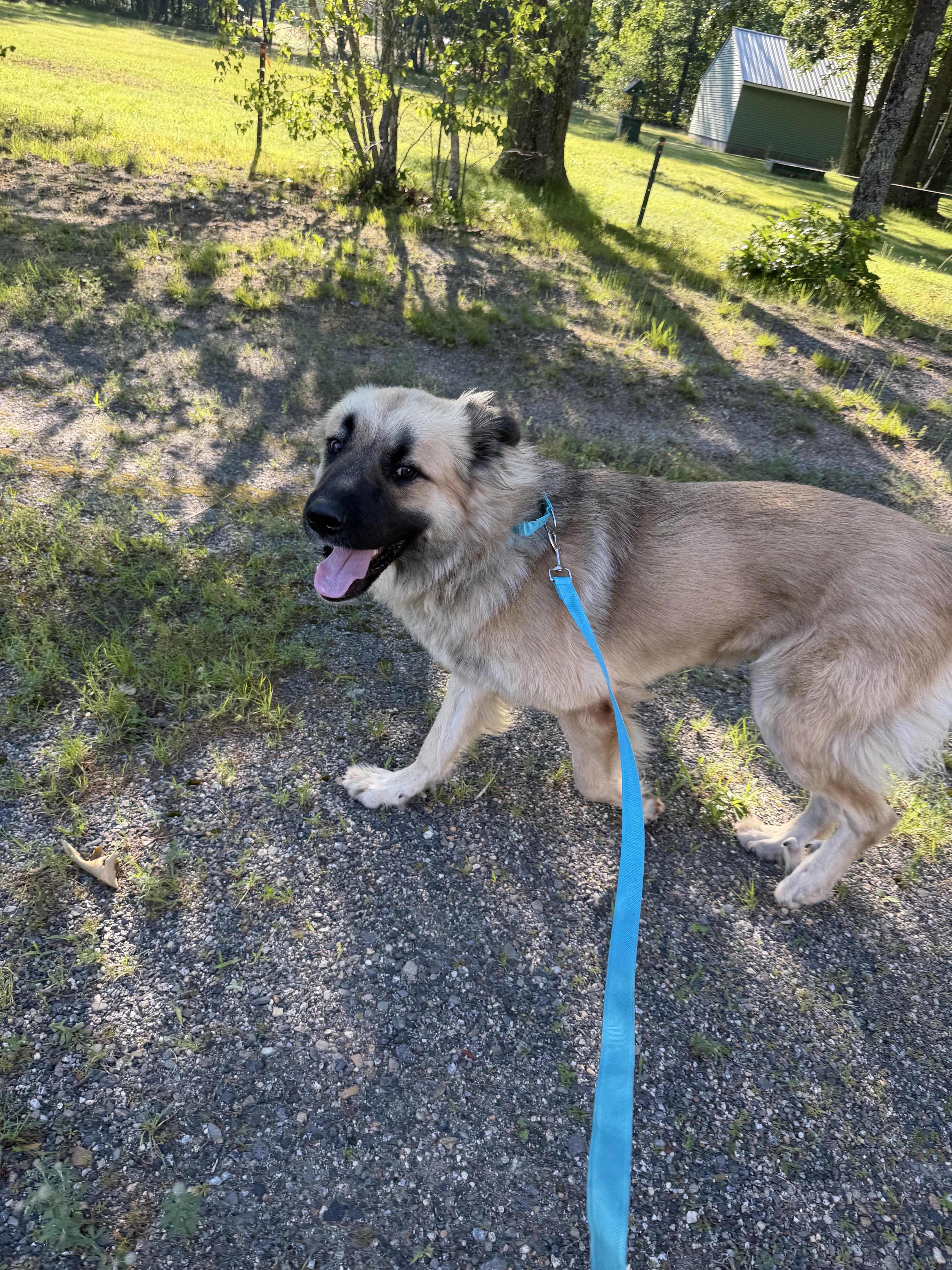 Sugar Bear, a ADOPTABLE mixed breed in Kennebunk , ME image 5/5