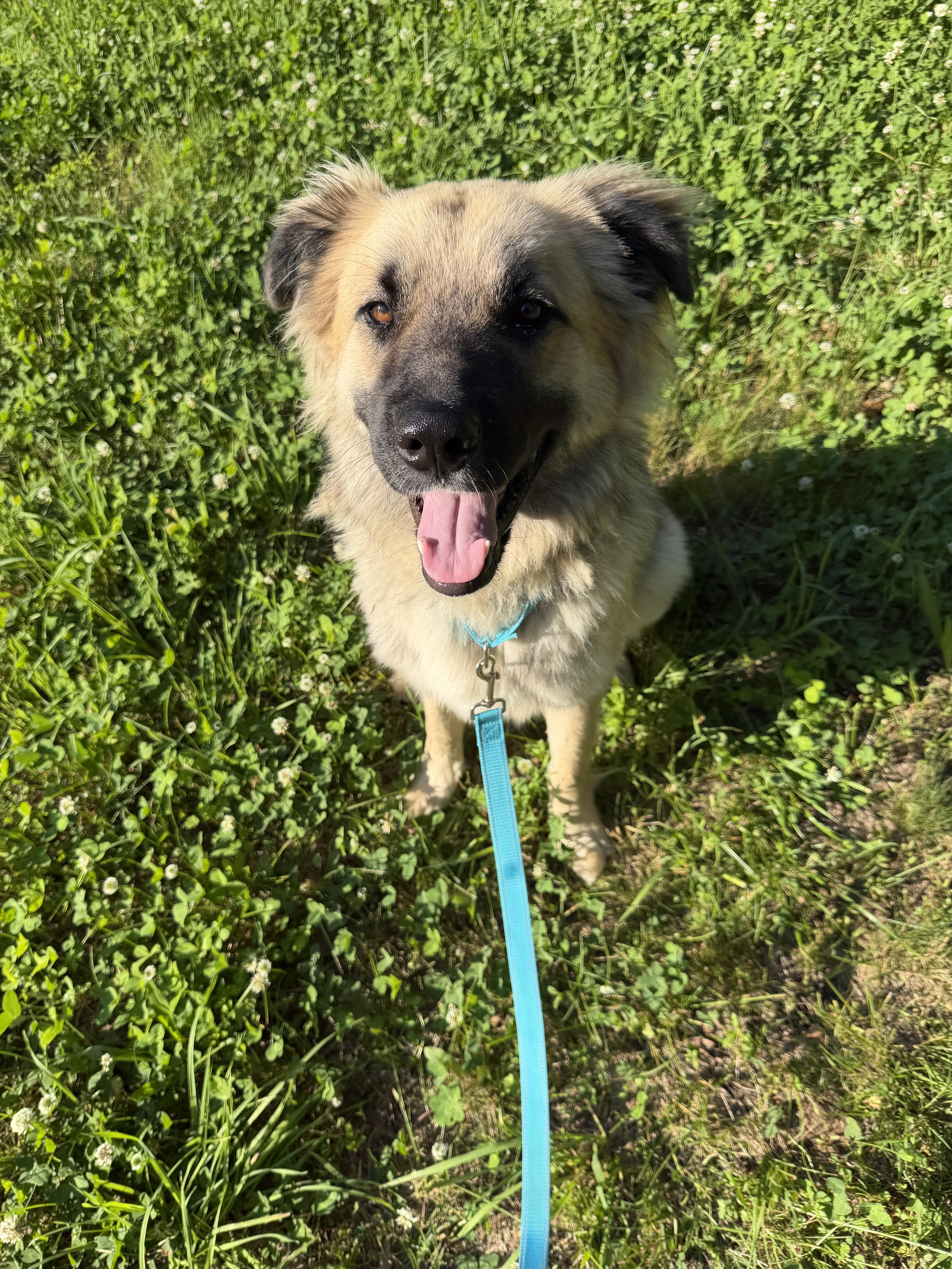Sugar Bear, a ADOPTABLE mixed breed in Kennebunk , ME image 4/5