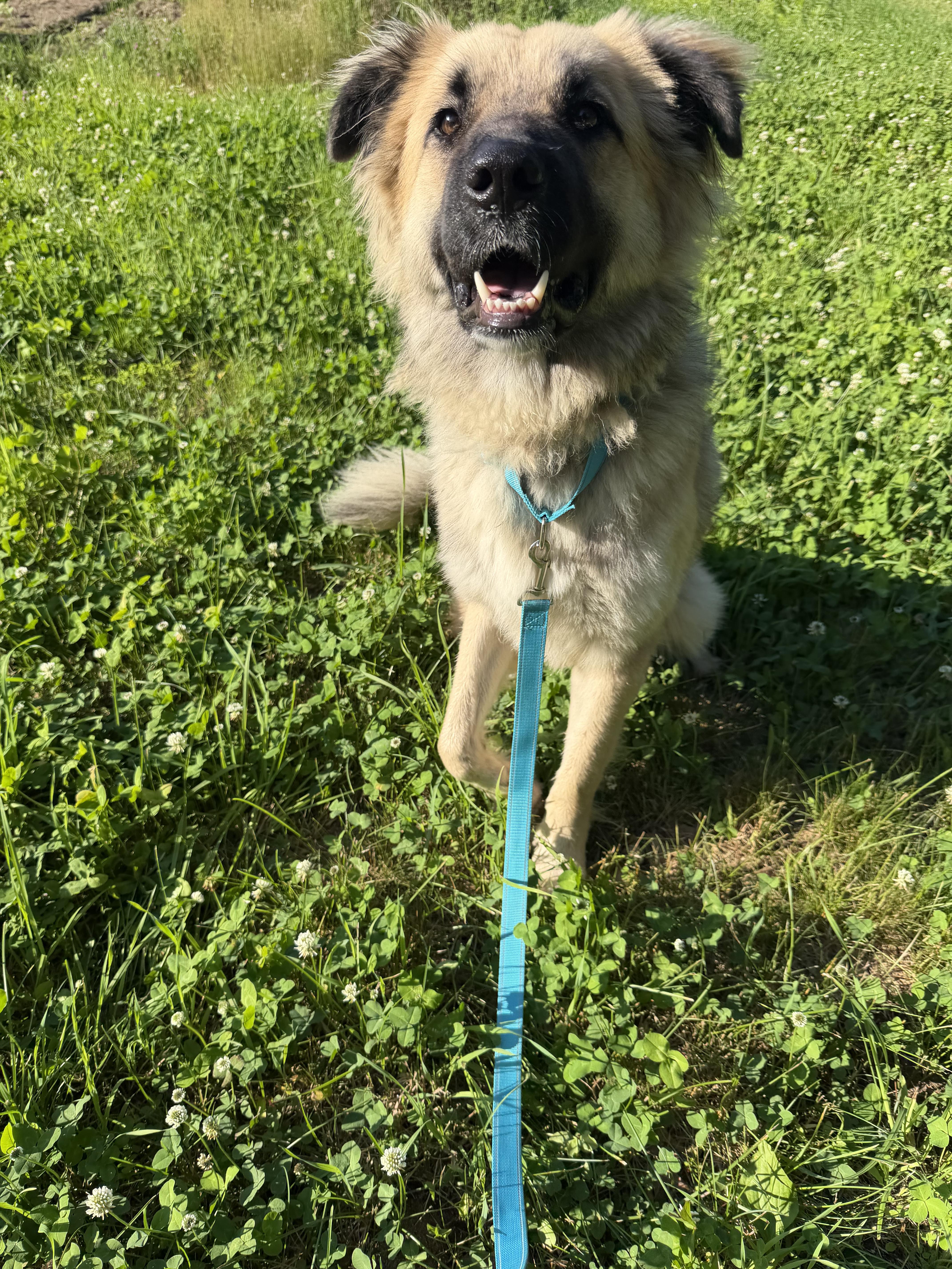 Sugar Bear, a ADOPTABLE mixed breed in Kennebunk , ME image 3/5
