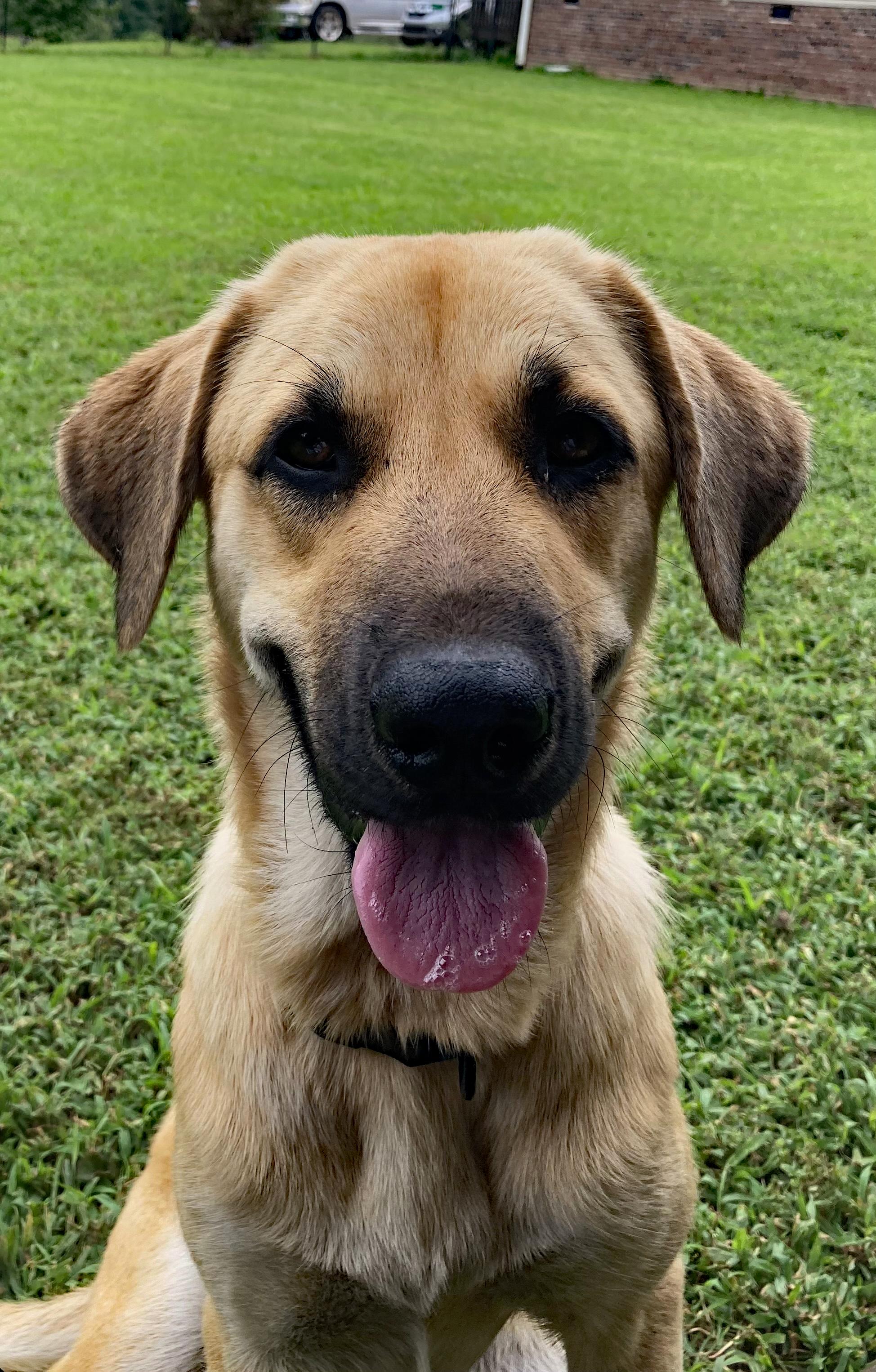 Shasha (Community Assist), Adoptable, Puppy Female Shepherd & Rhodesian Ridgeback.