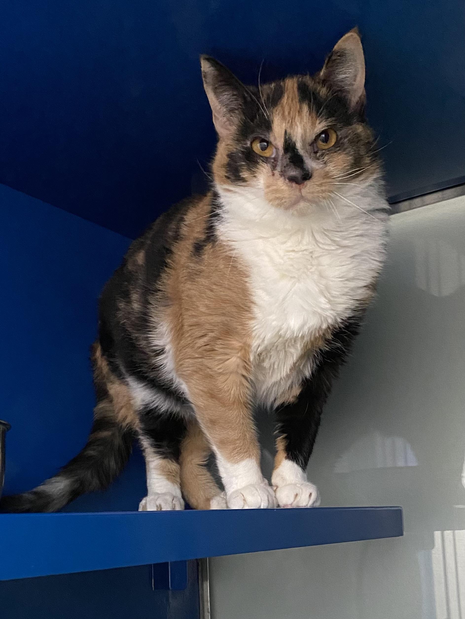 Pearl, ADOPTABLE, Young Female Domestic Short Hair.