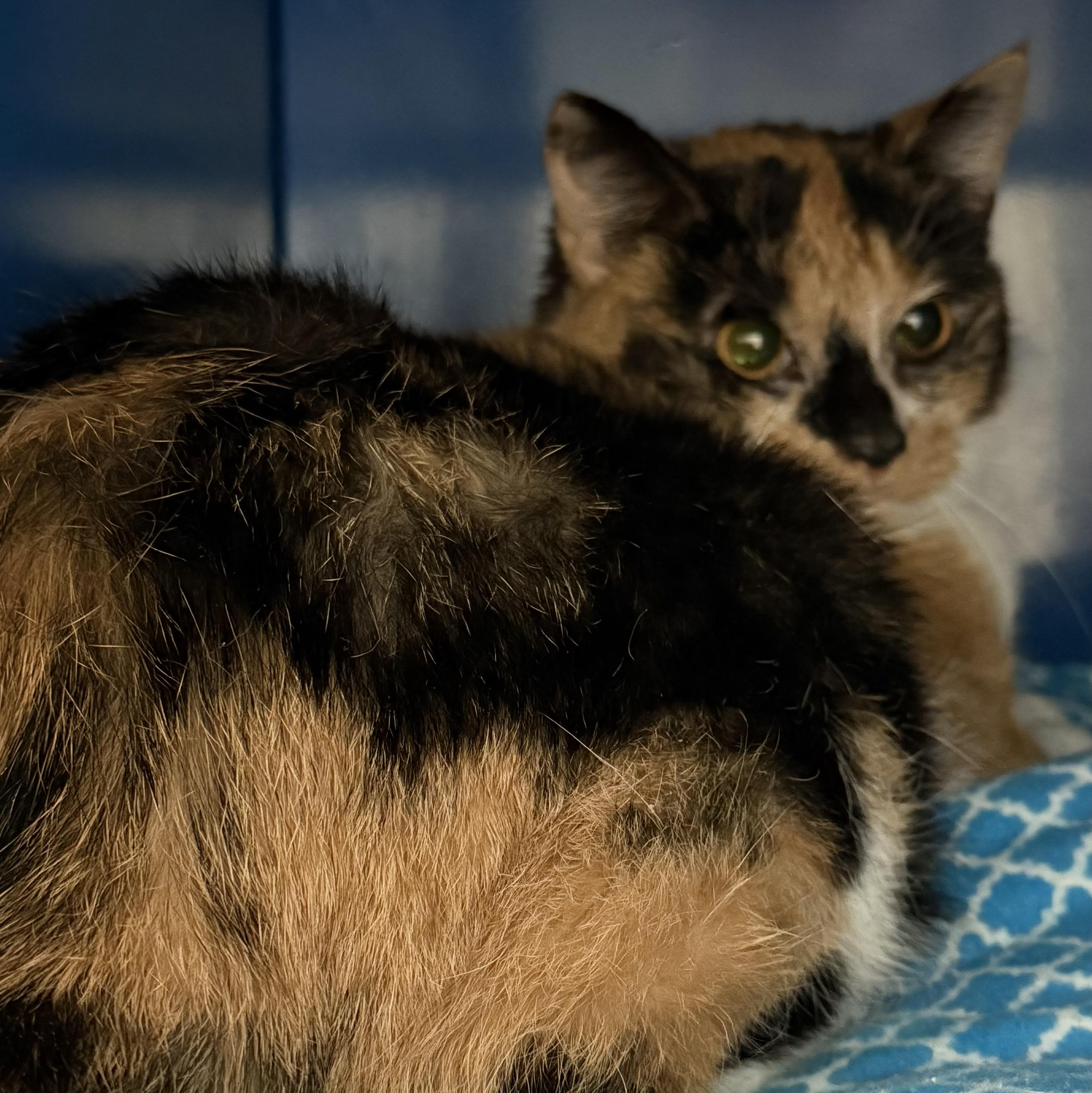 Enlarge Pearl, a ADOPTABLE Domestic Short Hair in Sault Sainte Marie, MI image 2/3