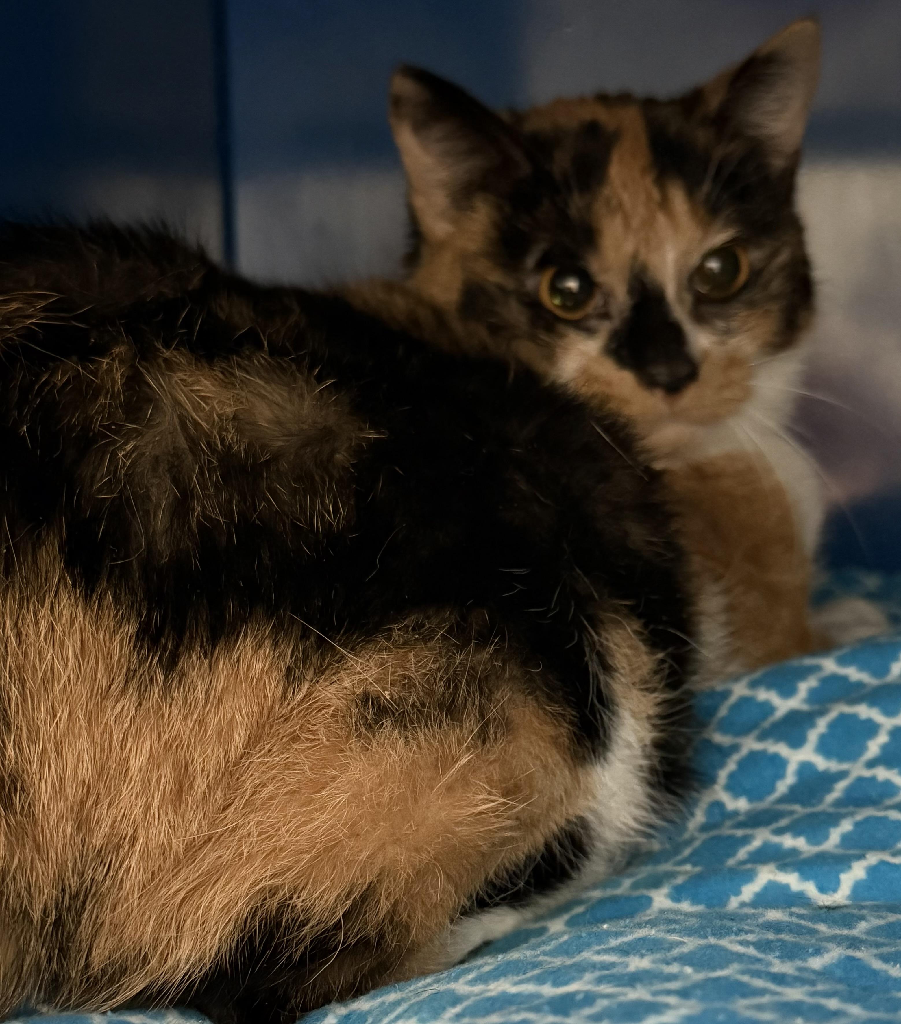 Enlarge Pearl, a ADOPTABLE Domestic Short Hair in Sault Sainte Marie, MI image 3/3