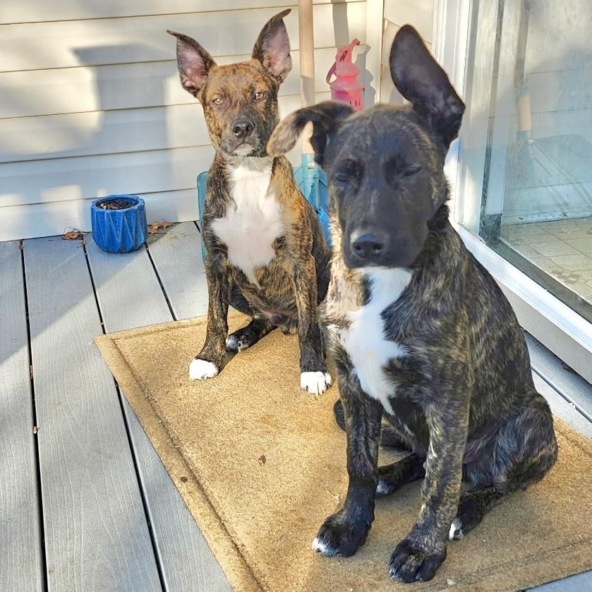 Chase — thumbnail 2