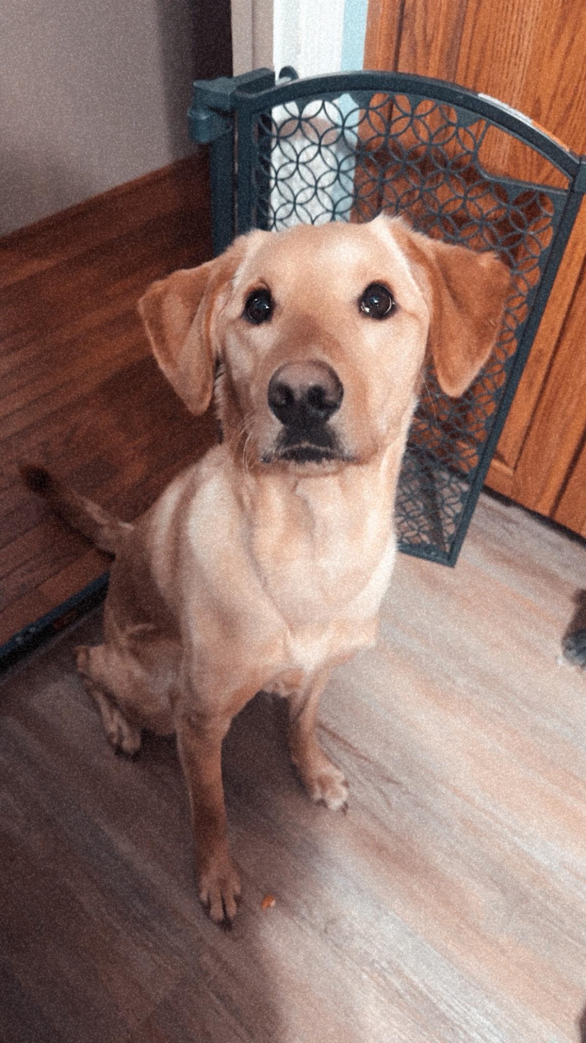 Enlarge Raleigh, a other mixed breed in Sherman, CT image 4/5