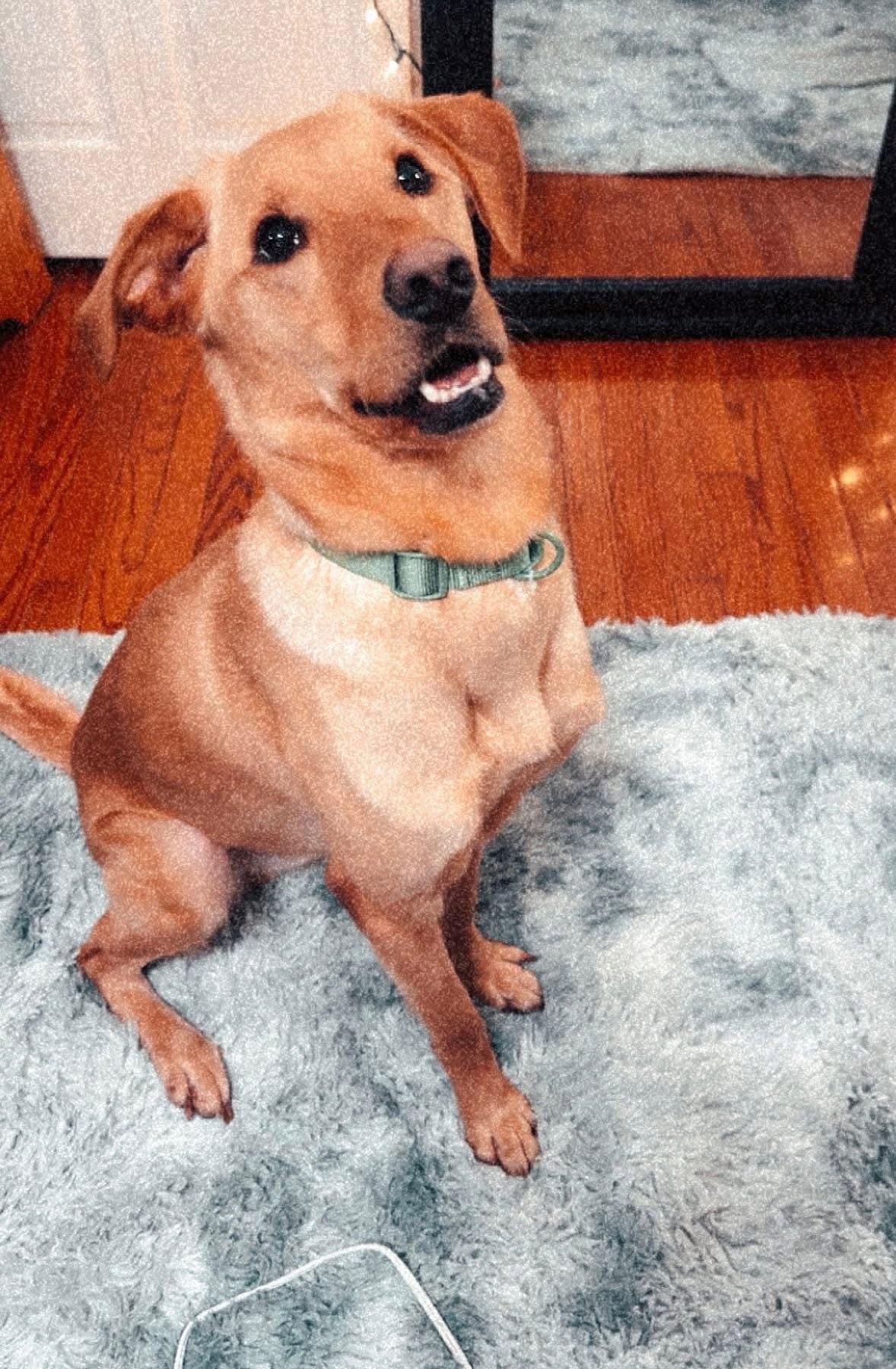 Enlarge Raleigh, a other mixed breed in Sherman, CT image 3/5